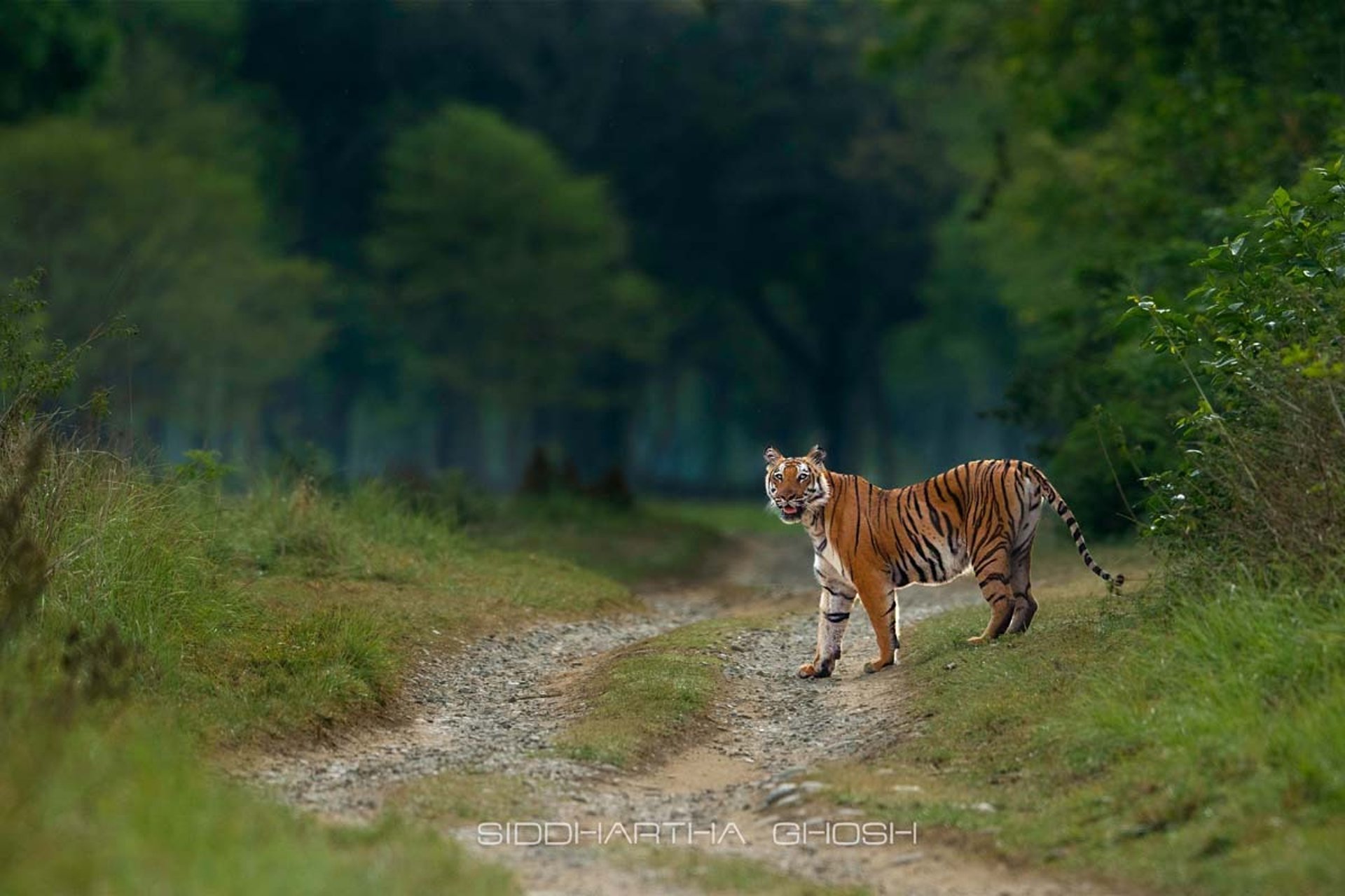 tigers fighting on swamp