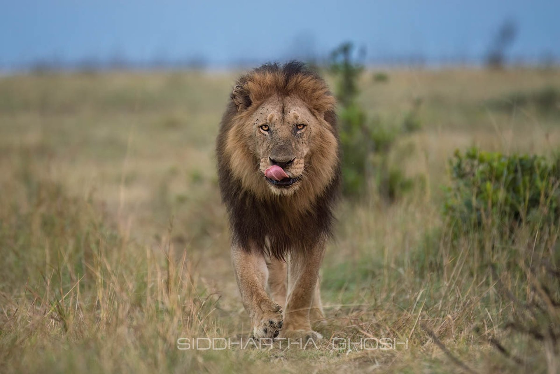 a group of animals in a river