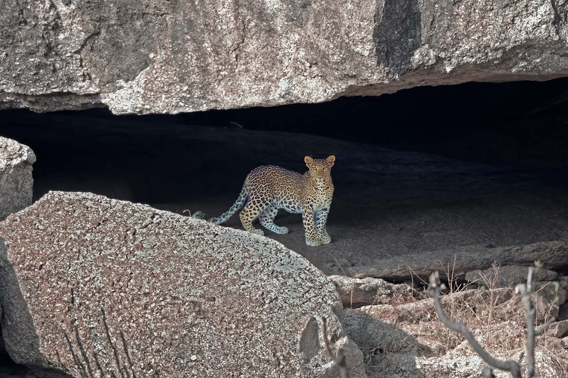 leopard lying on gray rock during daytime
