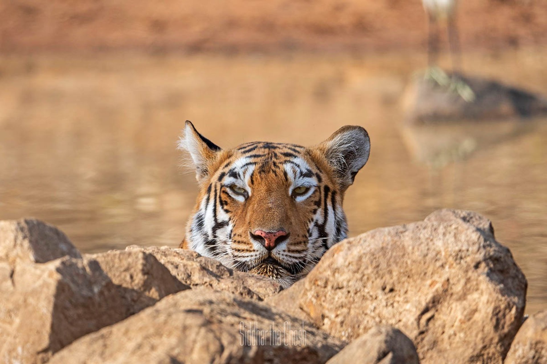 a tiger walking across a dirt road next to a forest