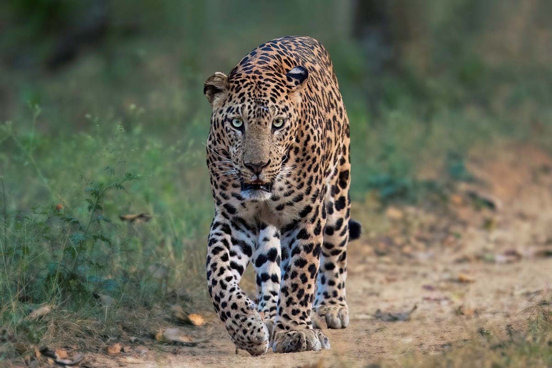 a cat sitting on top of a leopard