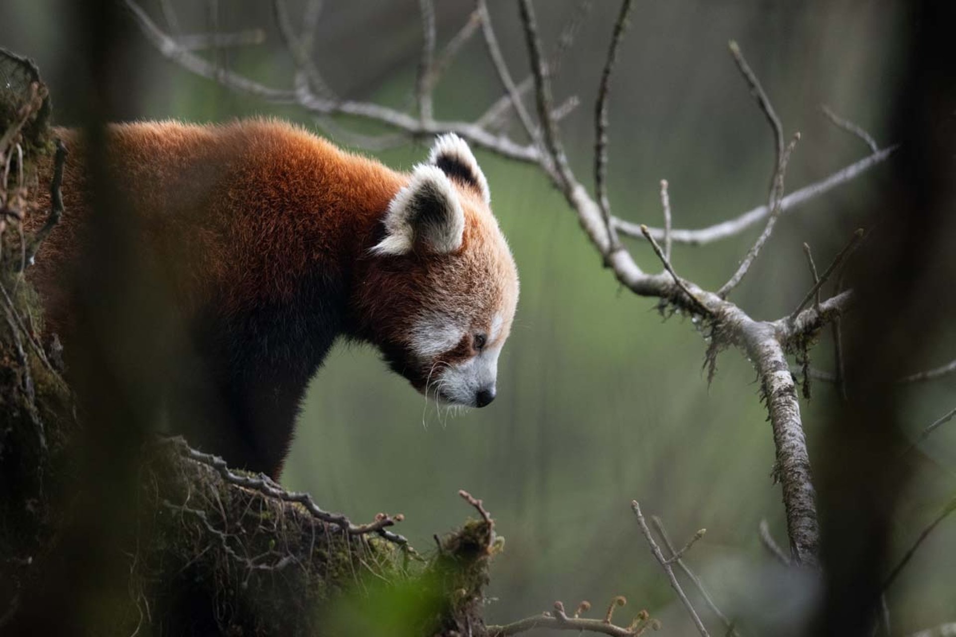 a red panda in a tree