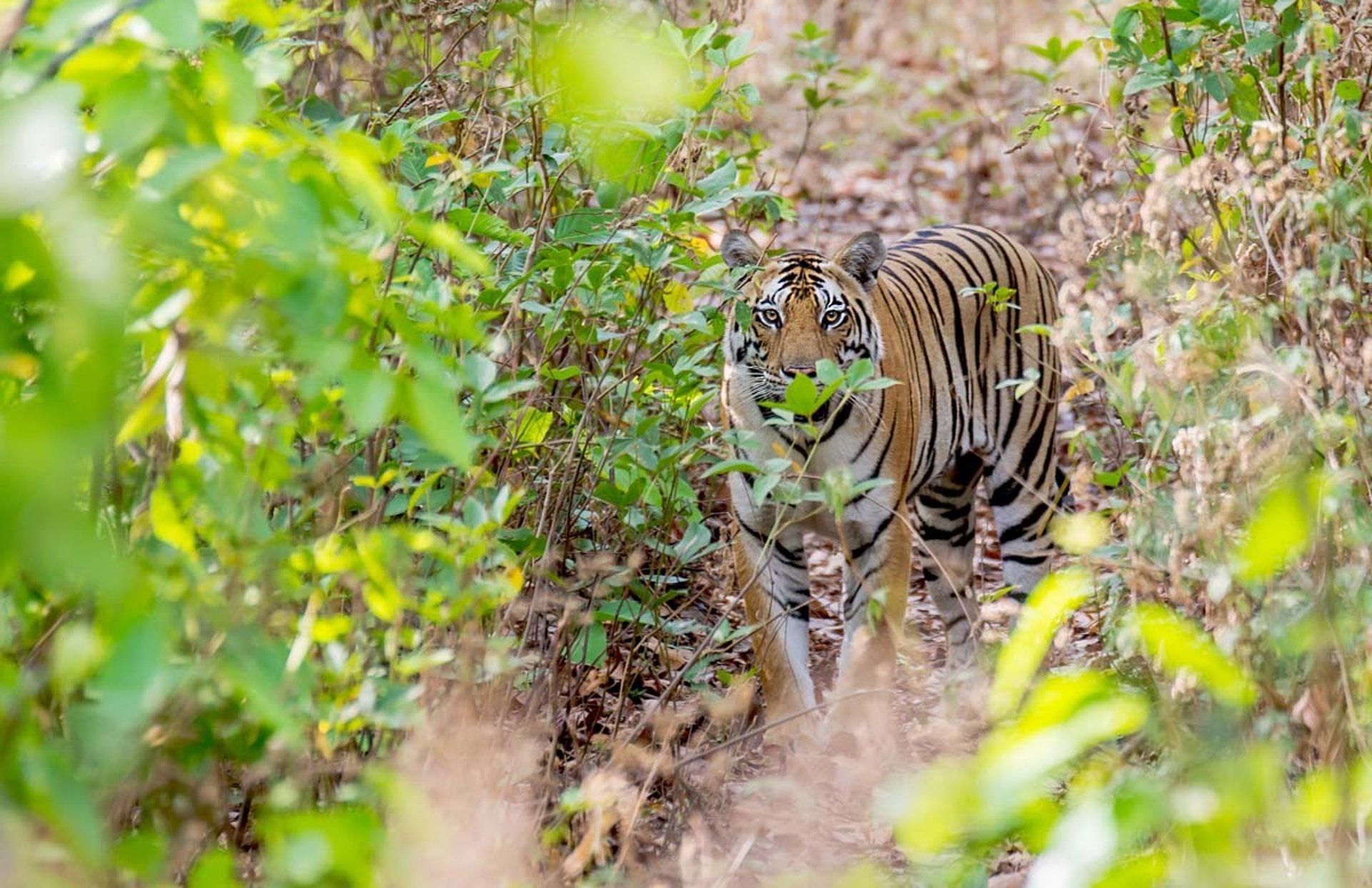 a tiger walking through a forest filled with trees