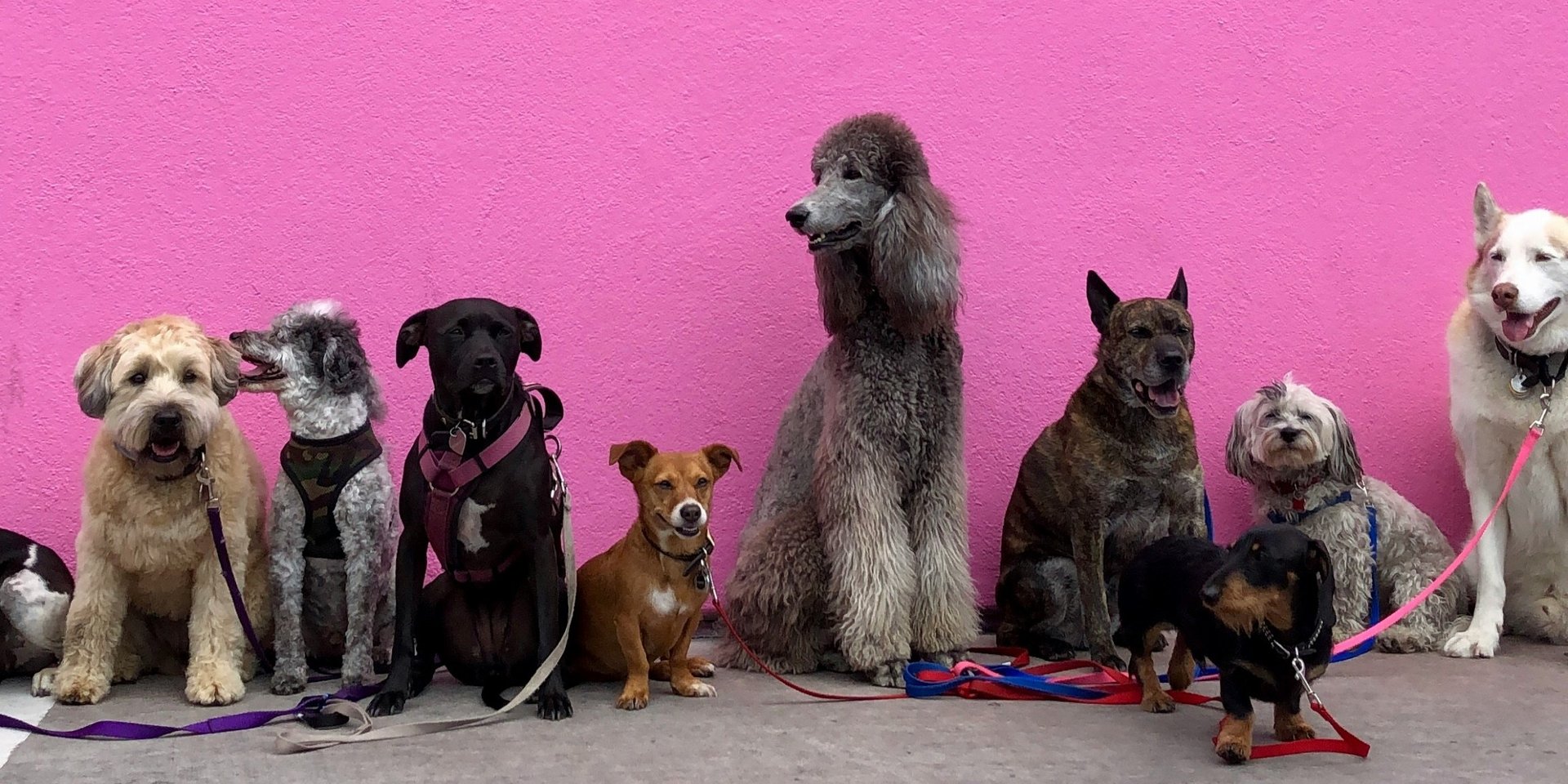 litter of dogs fall in line beside wall