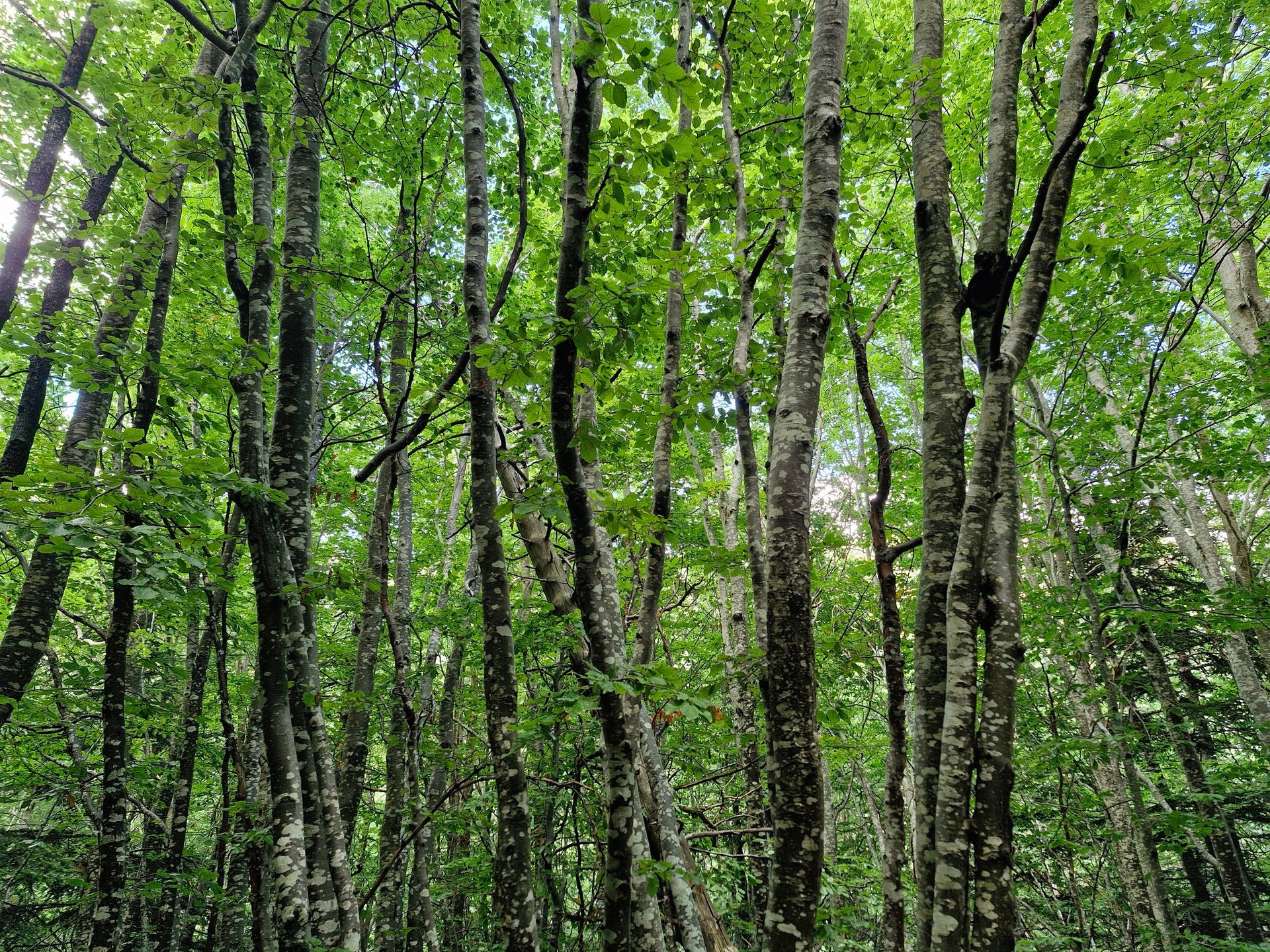 black and white bed linen