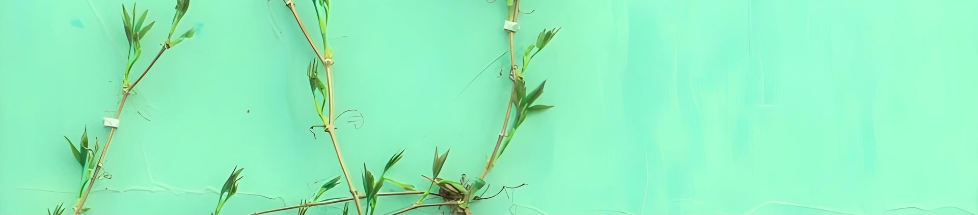 green-leafed plant
