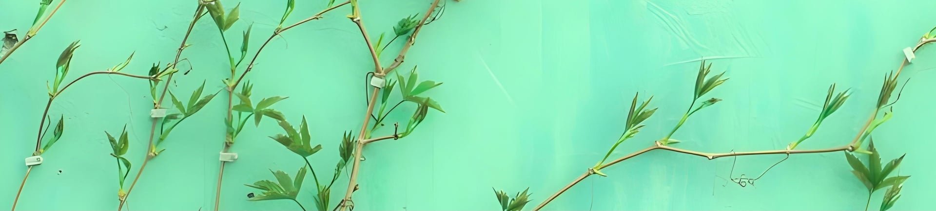 green-leafed plant