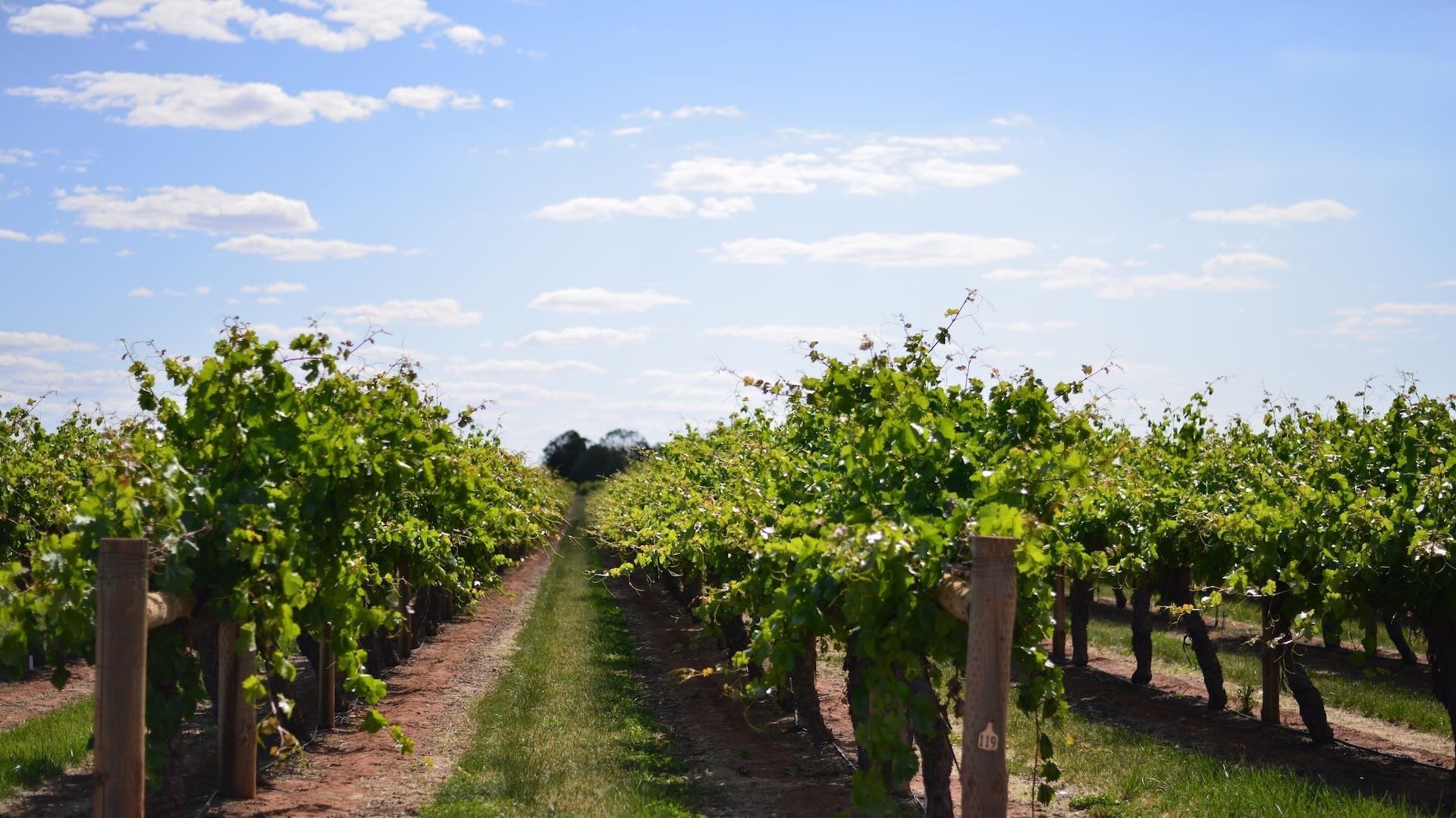 Northern Mallee landscape with grapevines and open sky representing local wellbeing