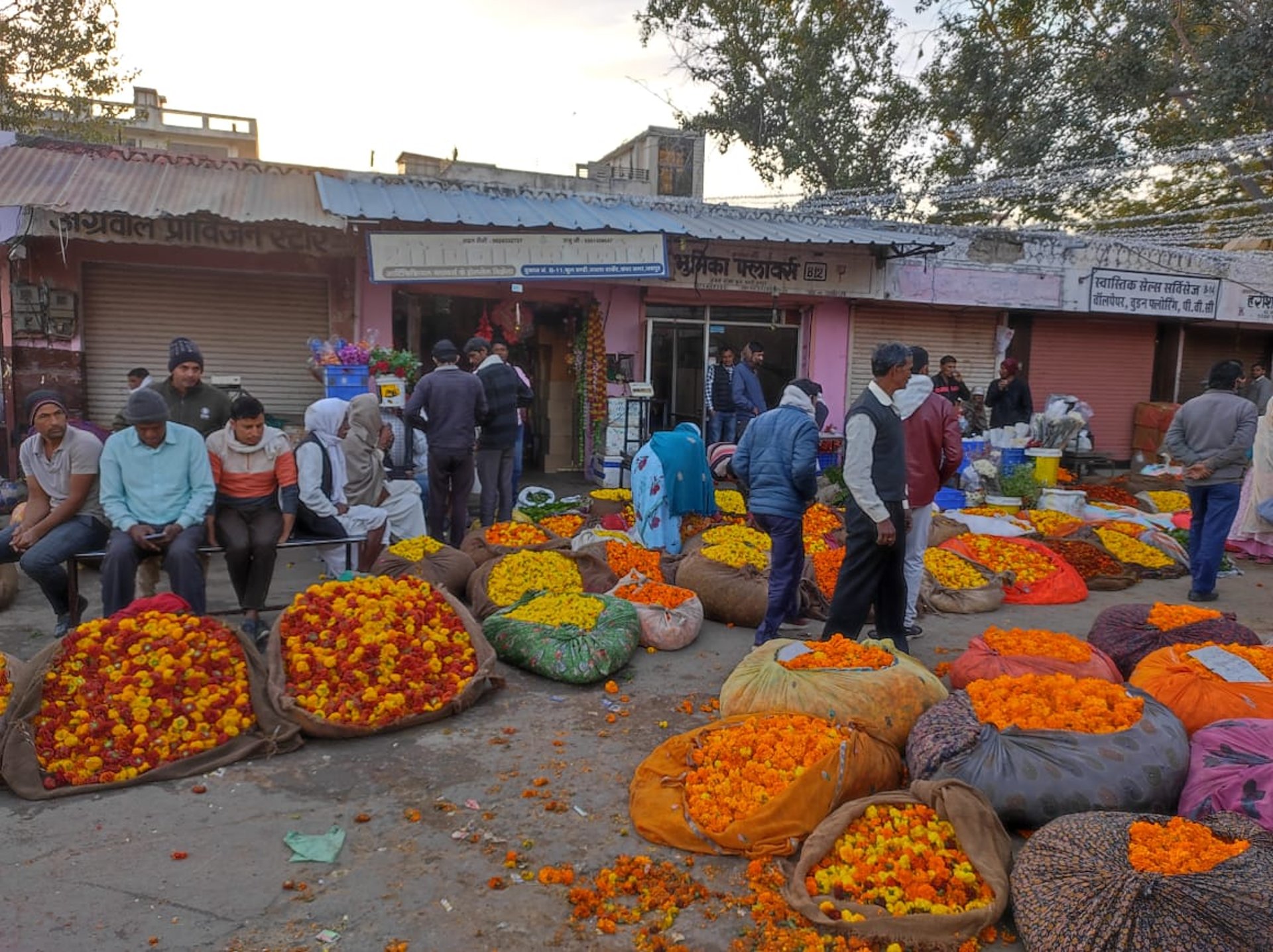 silhouette of trees during sunset