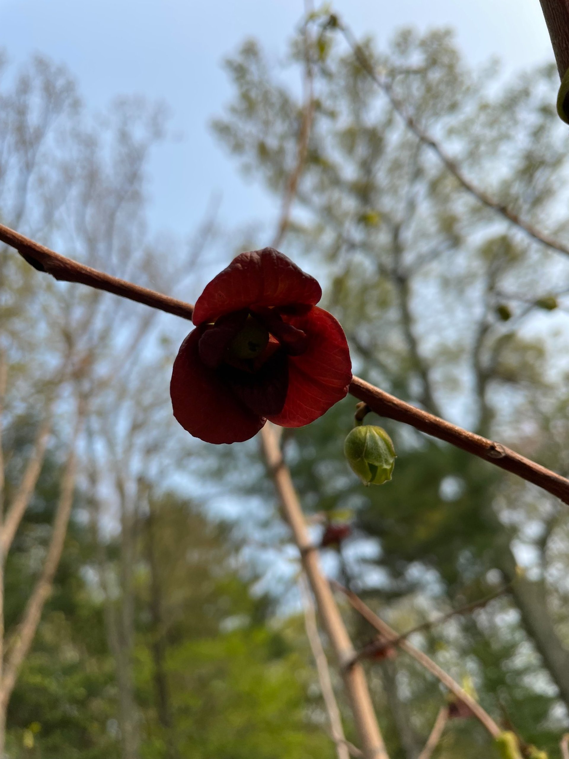 gray computer monitor