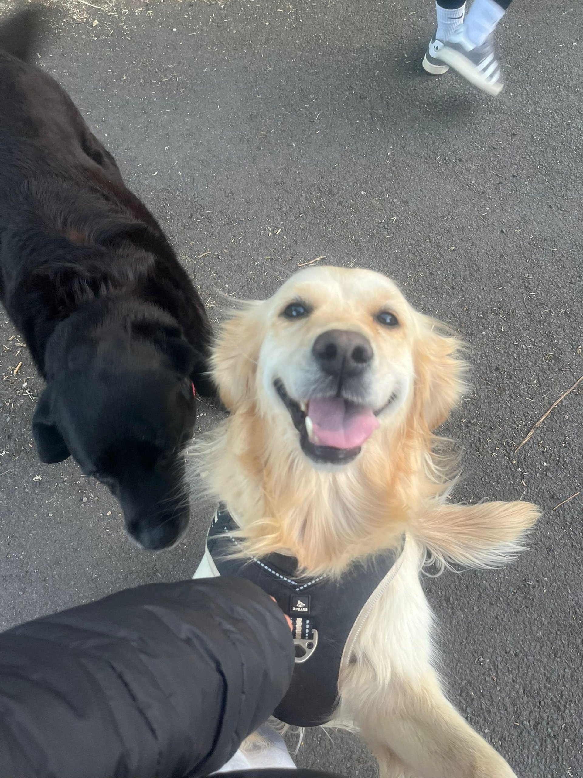 two dogs sitting on maroon area rug
