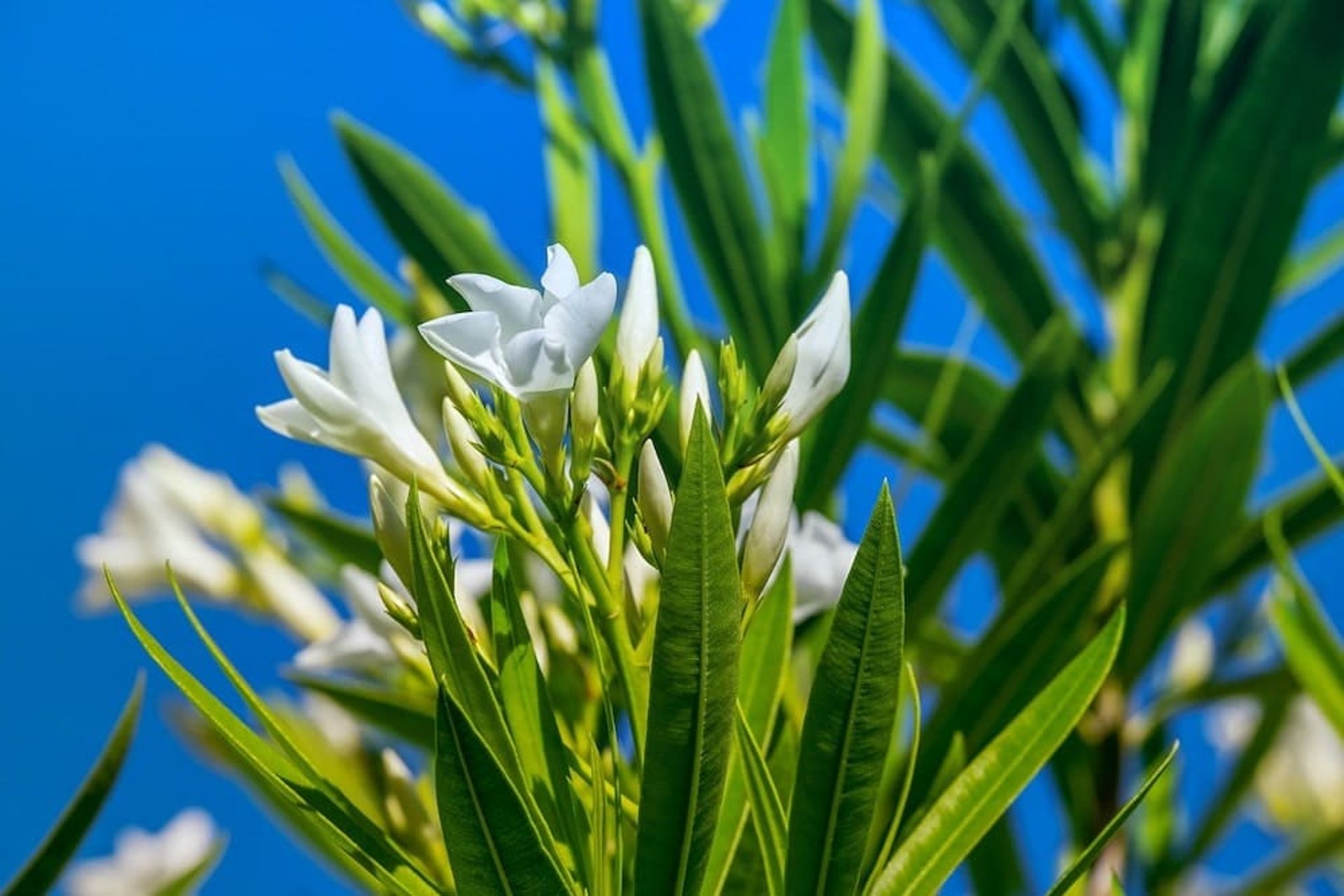 Adelfa, una floración duradera y plena de color