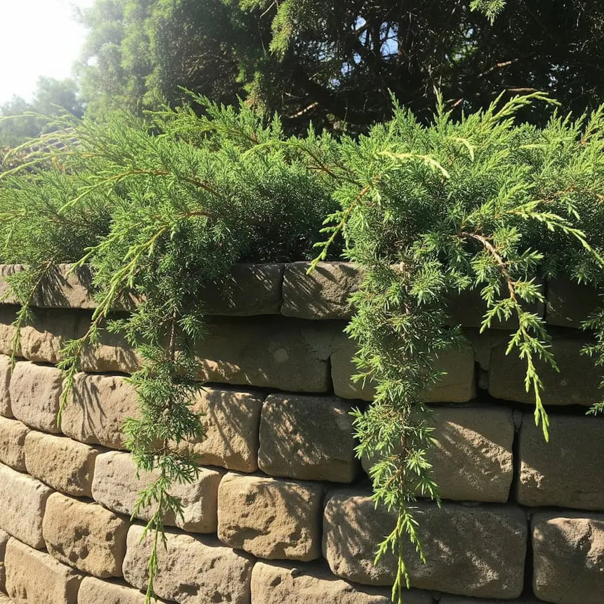 juniperus horizontalis contienen el suelo y proporcionan belleza