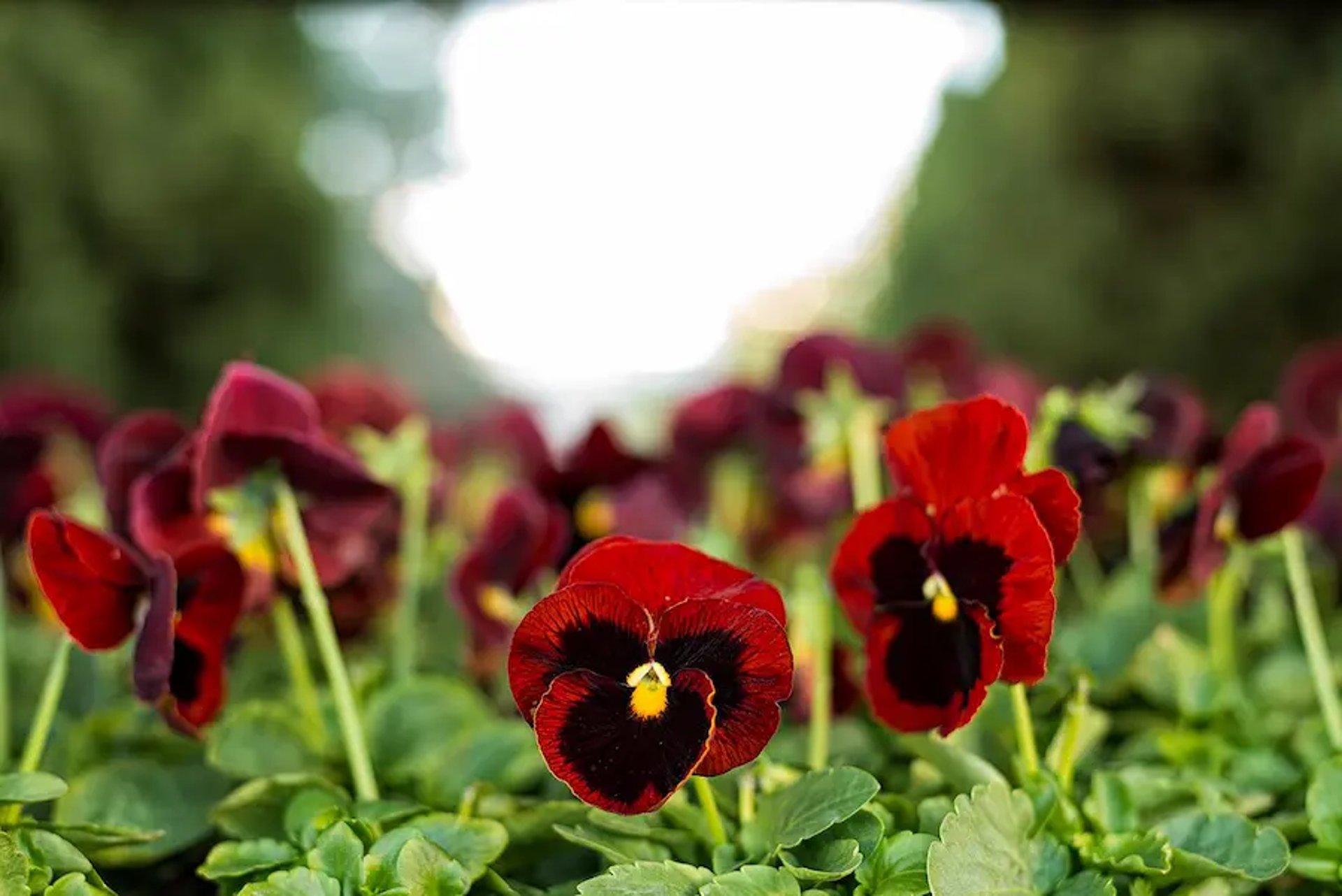 pensamientos en masa, una sonrisa en el jardín