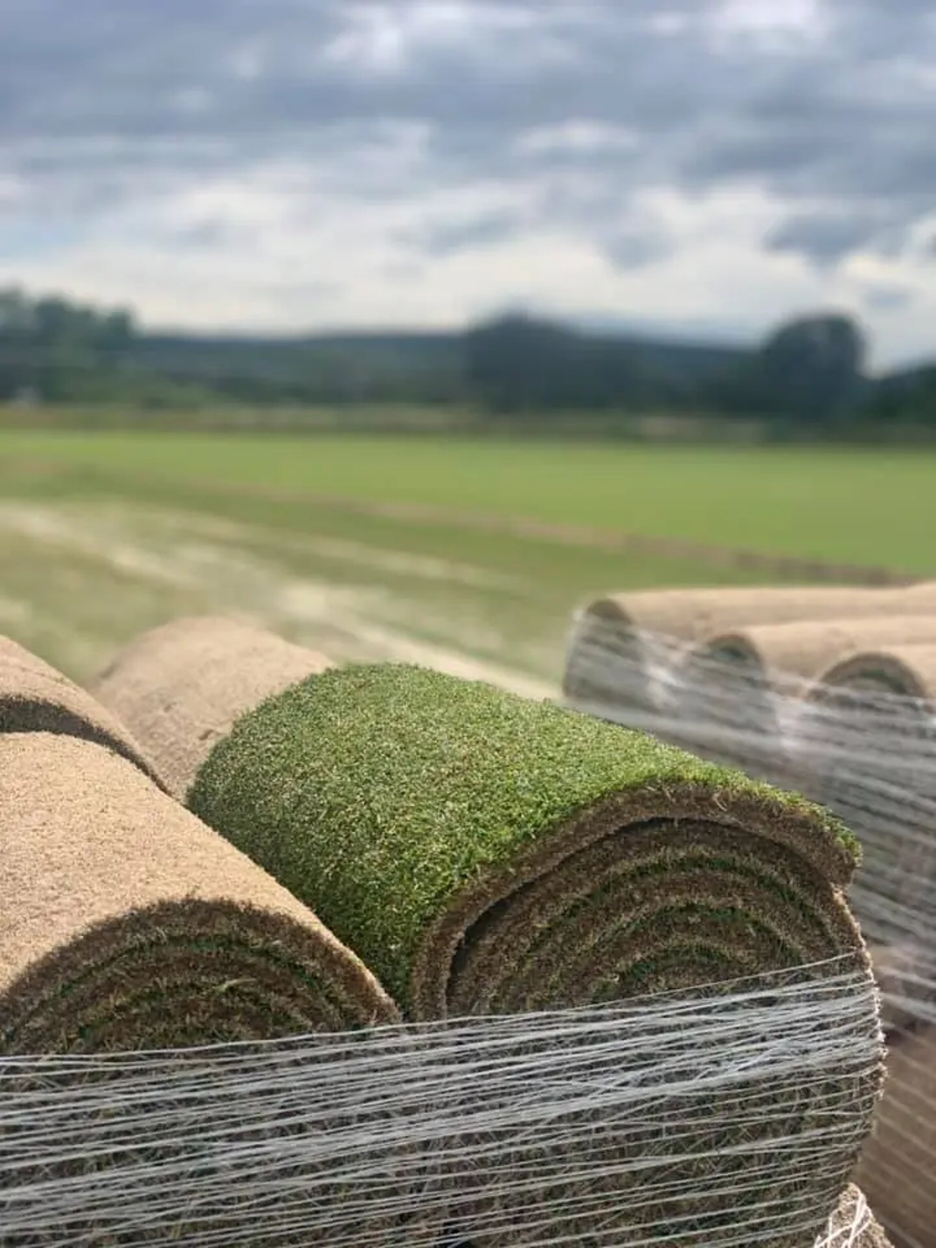 Rollos de césped, tepe recién cortado