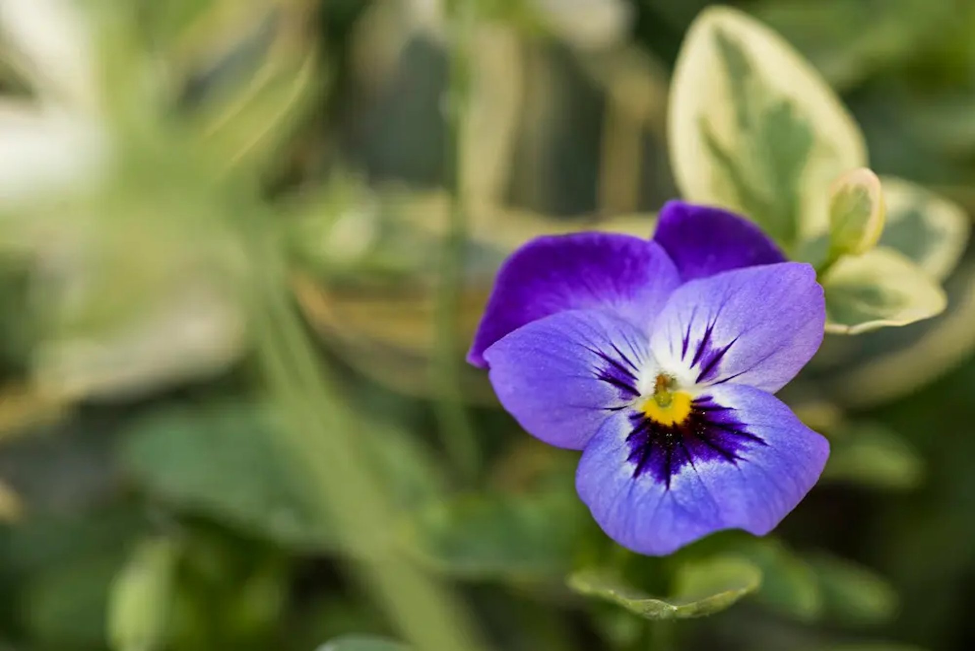 viola cornuta la alegría del otoño e invierno