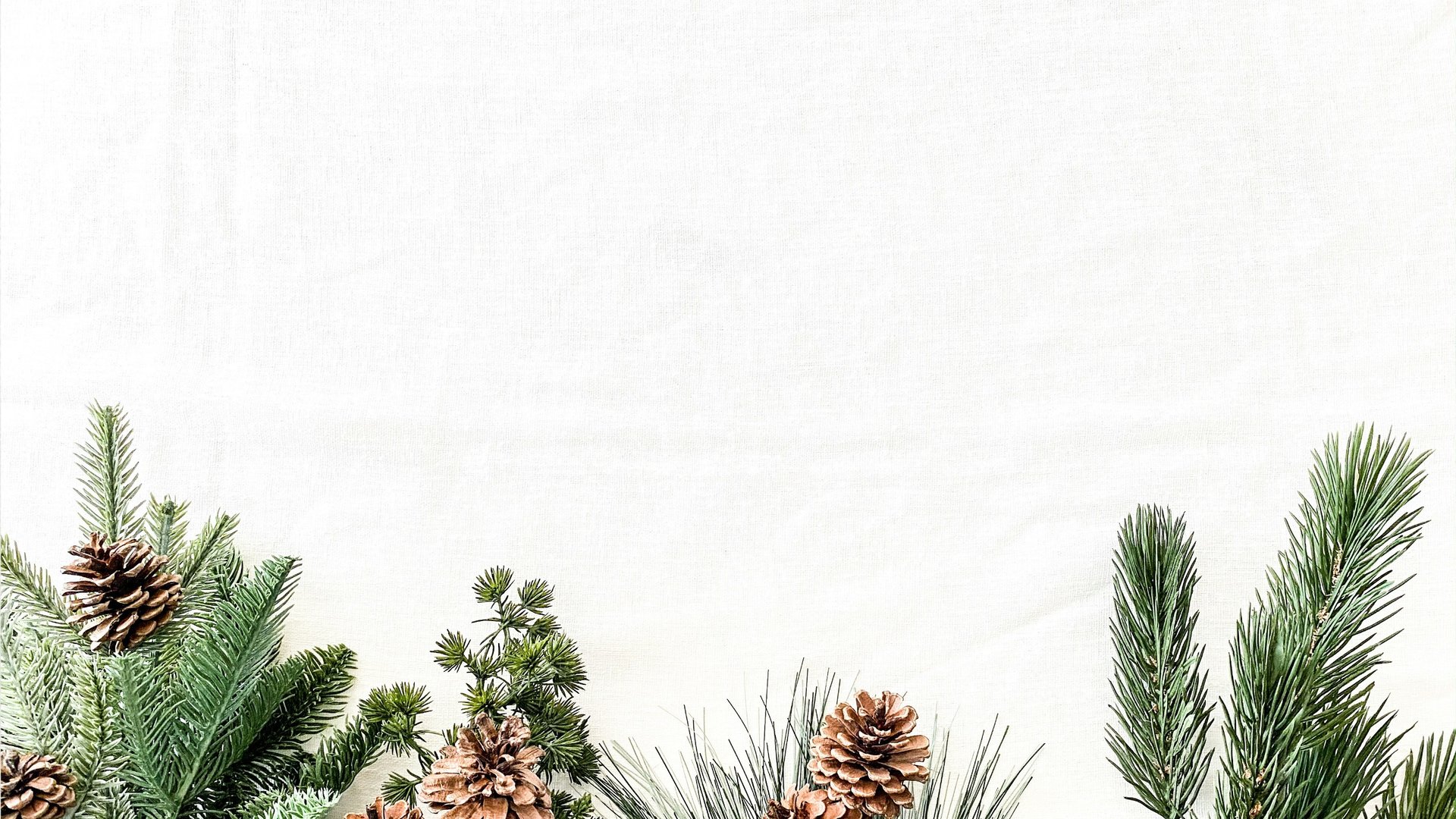 minimalist photography of brown pine cones