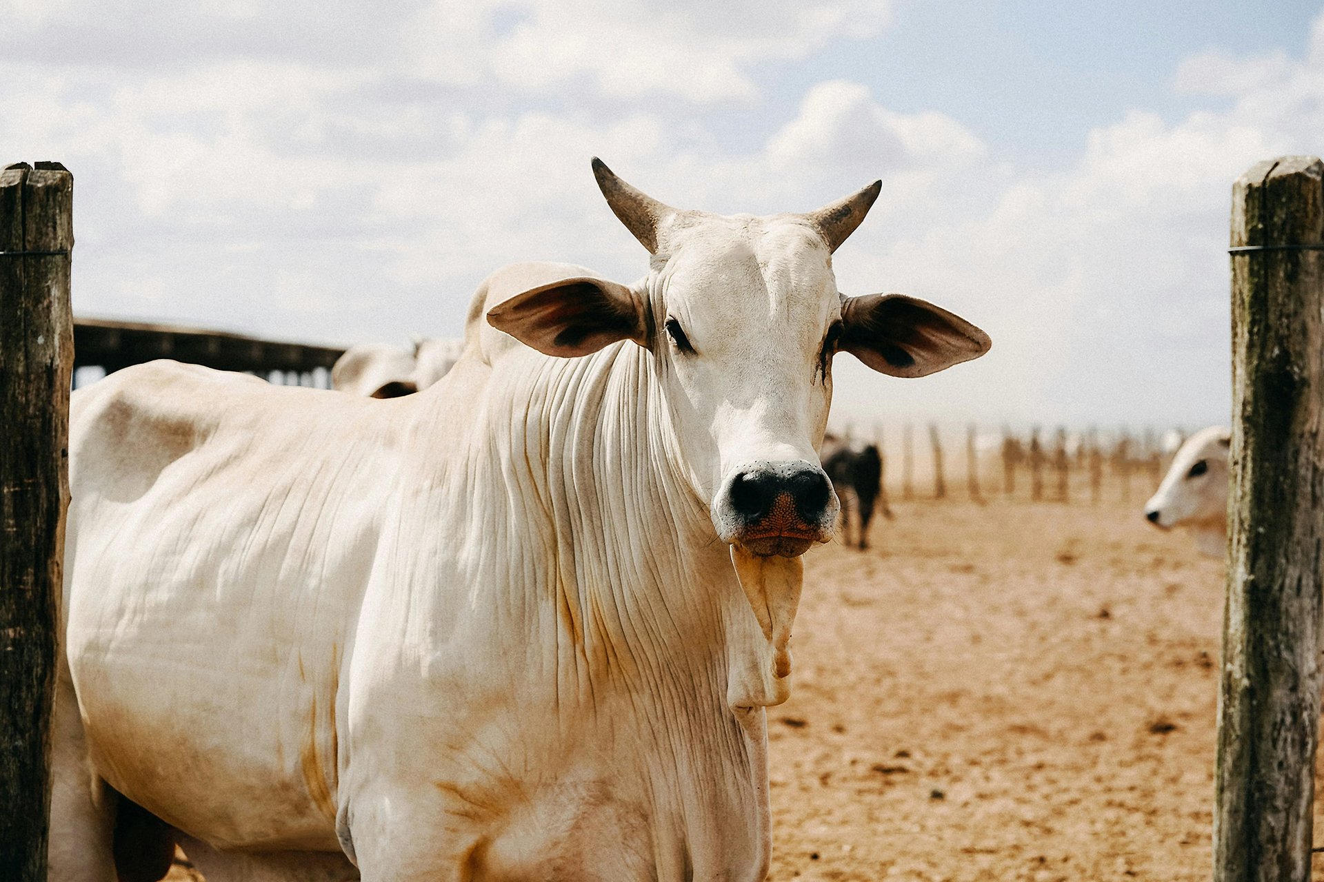 herd of white and black cow on green grass field during daytime