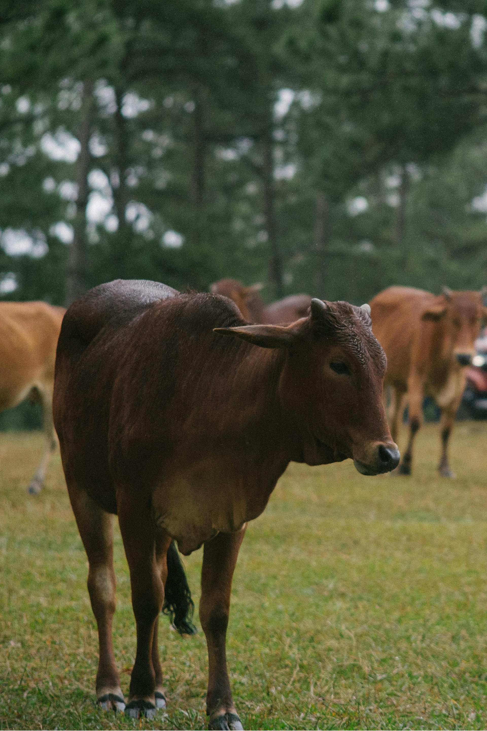 herd of white and black cow on green grass field during daytime