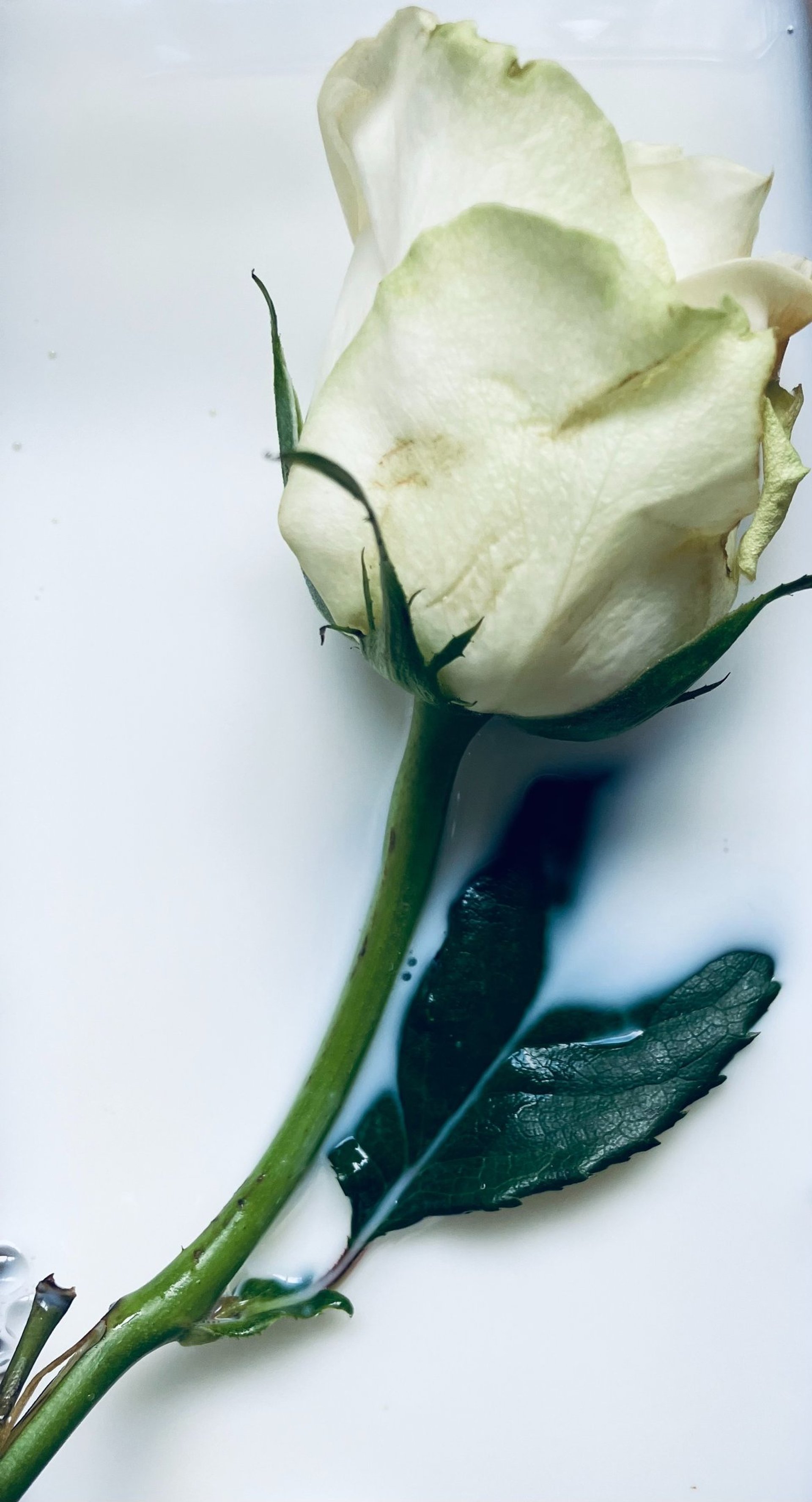 pink and white flowers in tilt shift lens