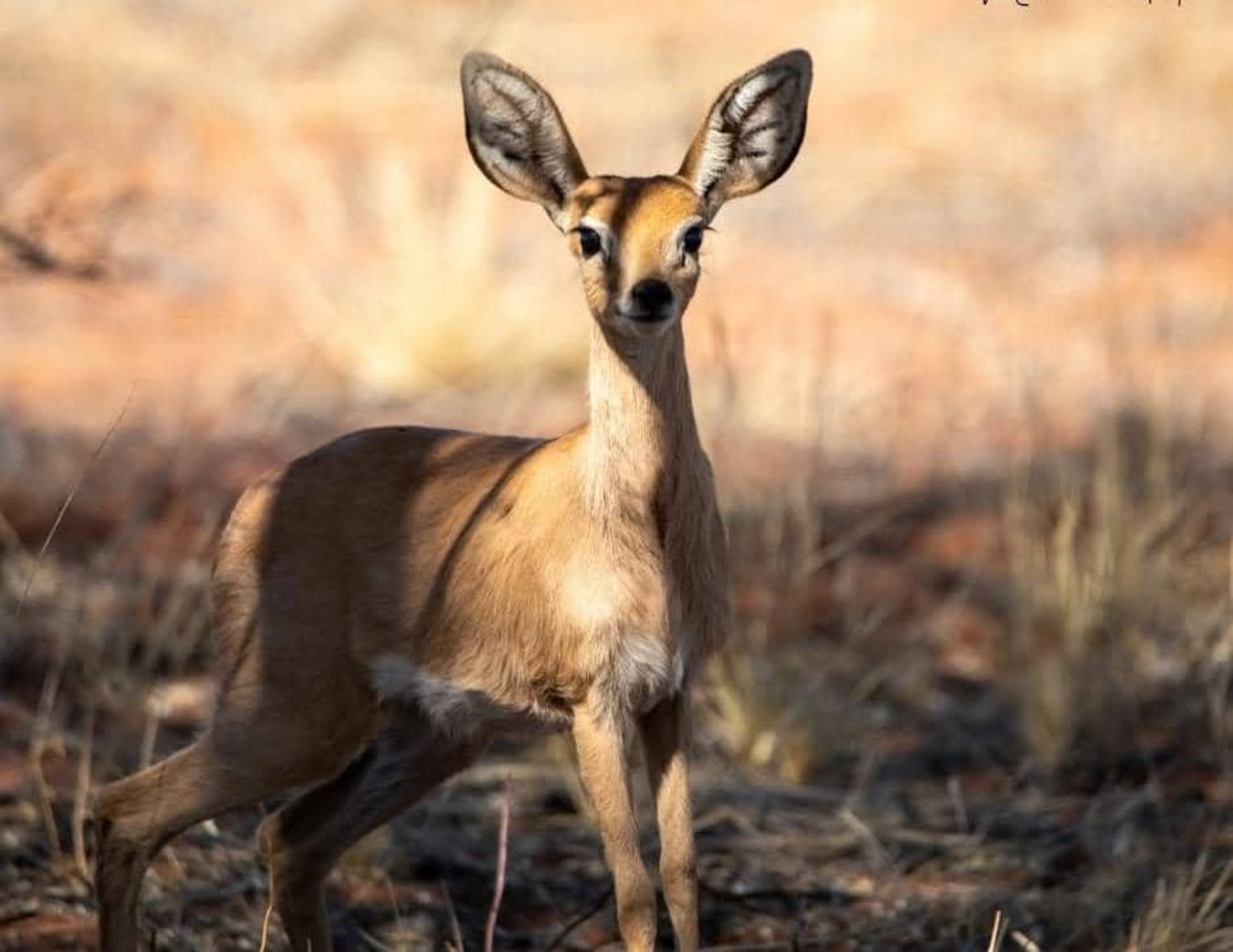 brown giraffe on brown grass field during daytime