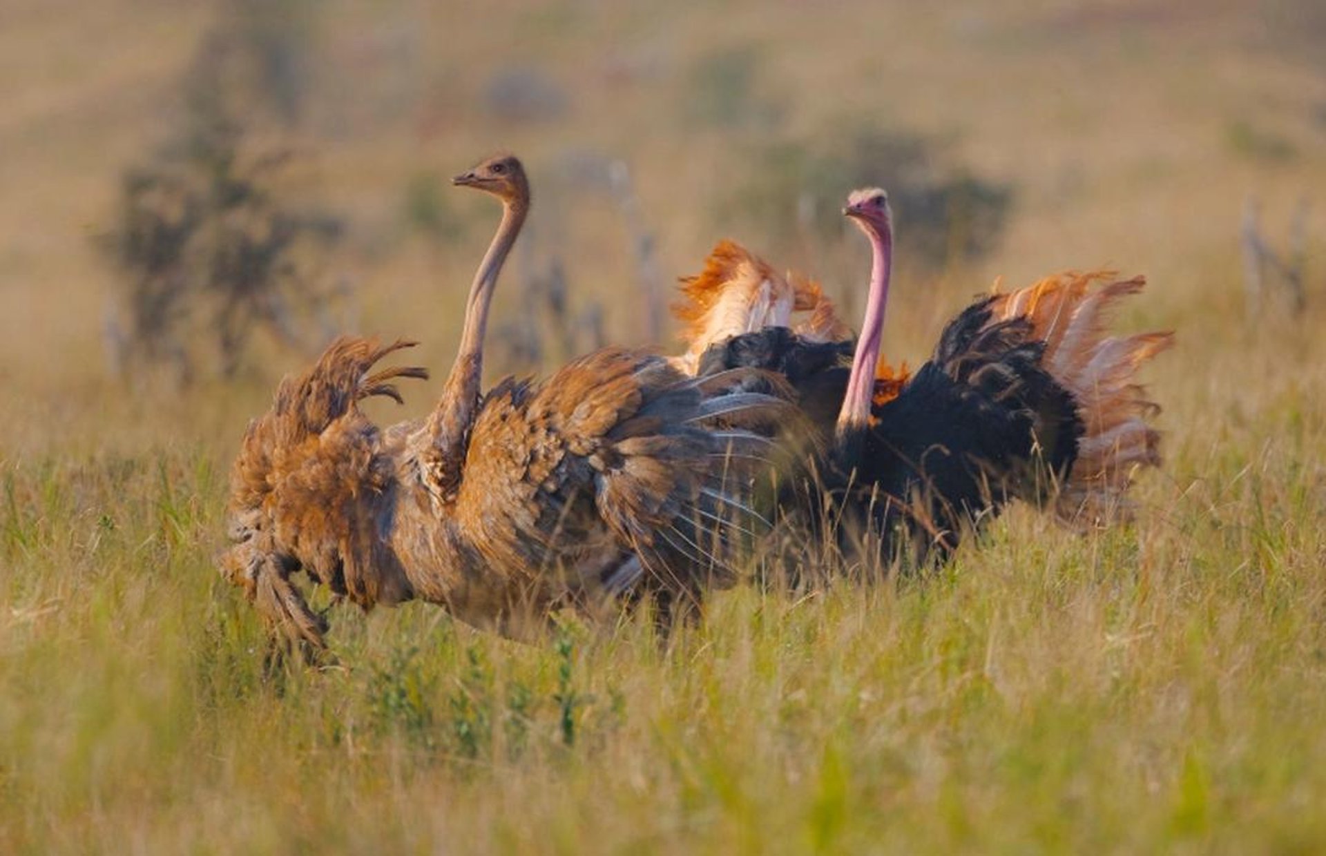 brown giraffe on brown grass field during daytime