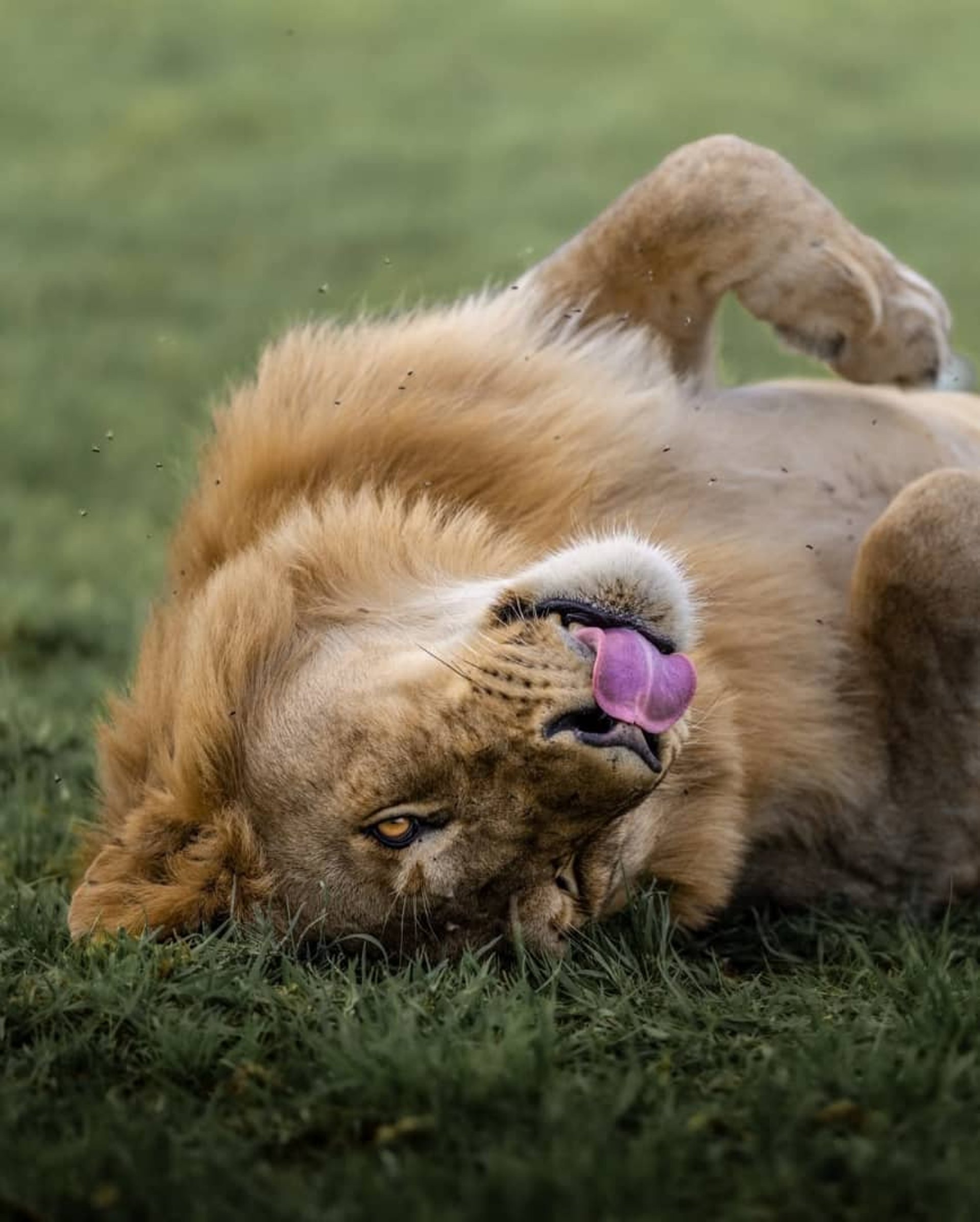 brown giraffe on brown grass field during daytime