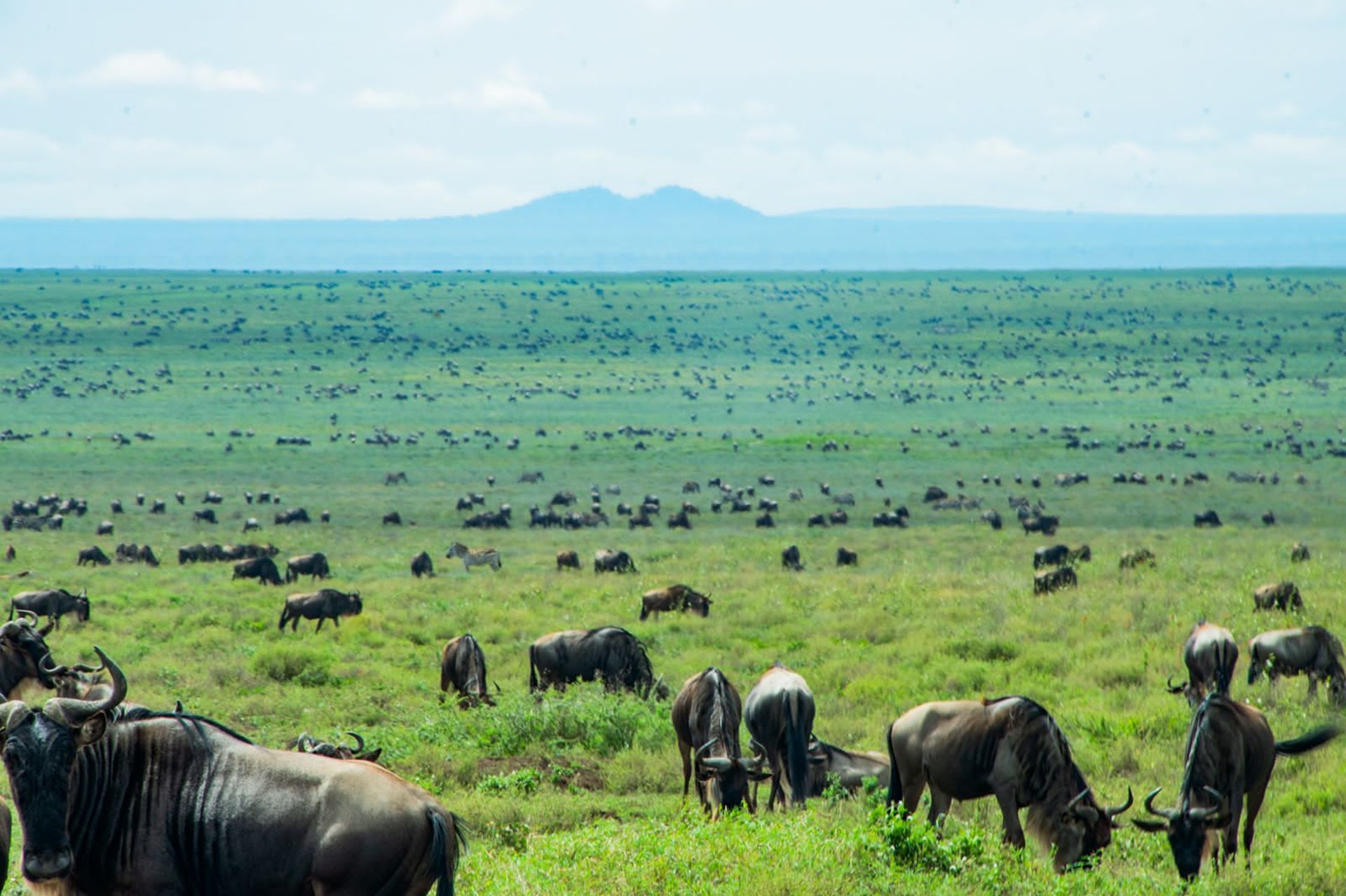 brown giraffe on brown grass field during daytime