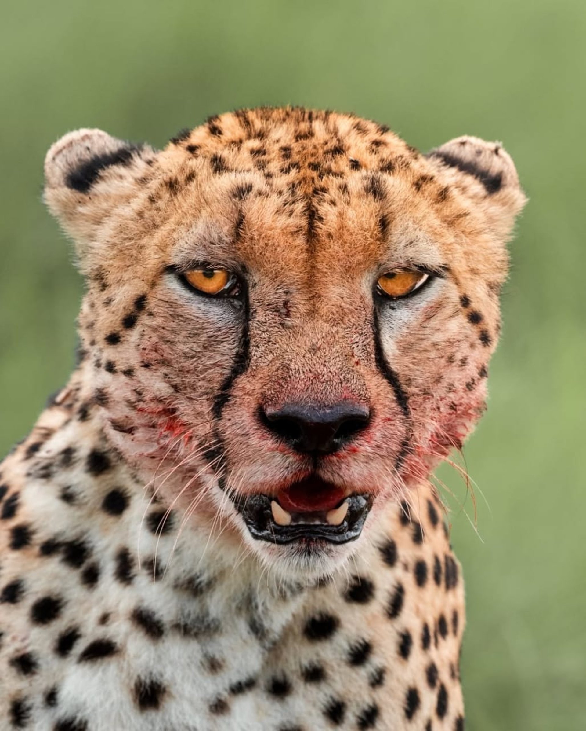 brown giraffe on brown grass field during daytime