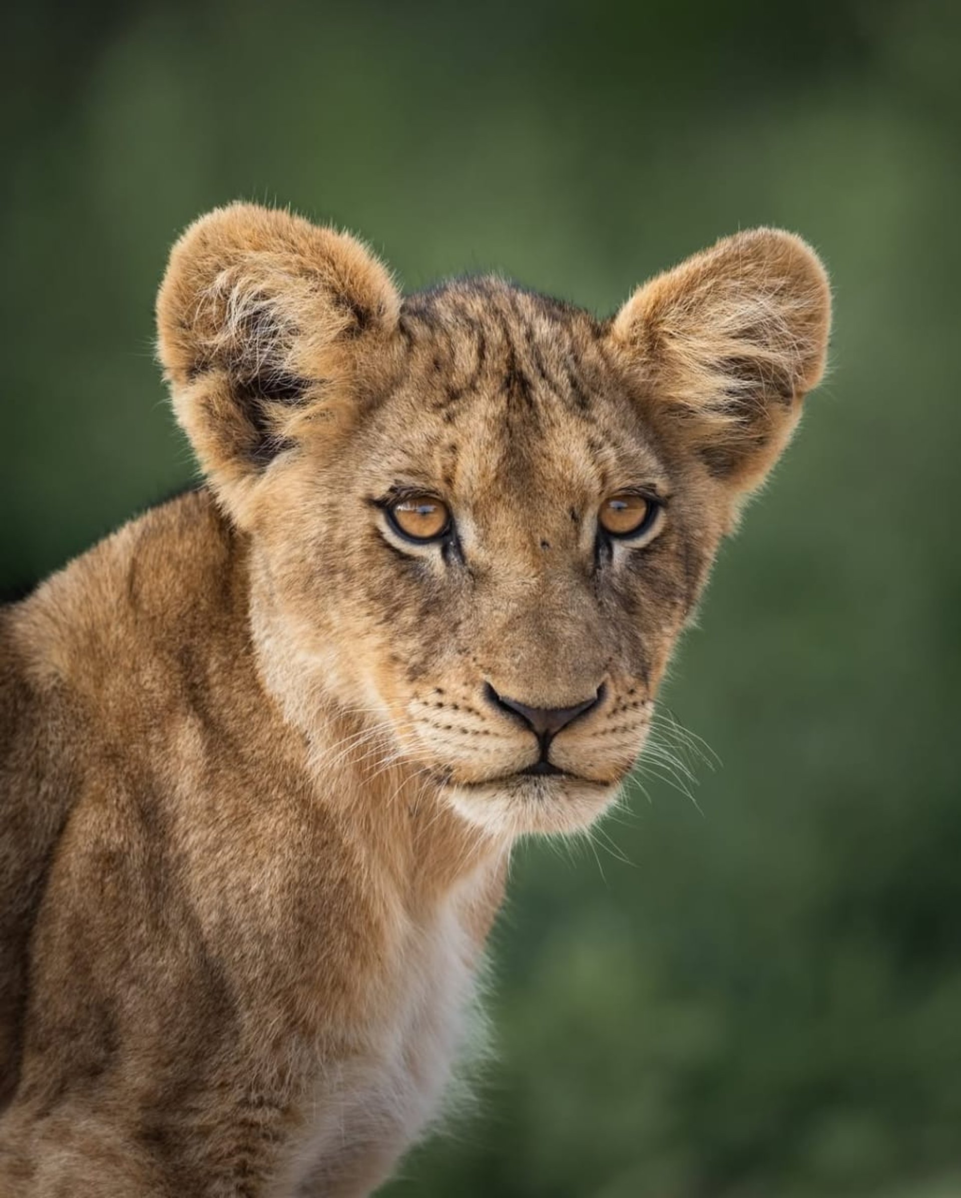 brown giraffe on brown grass field during daytime