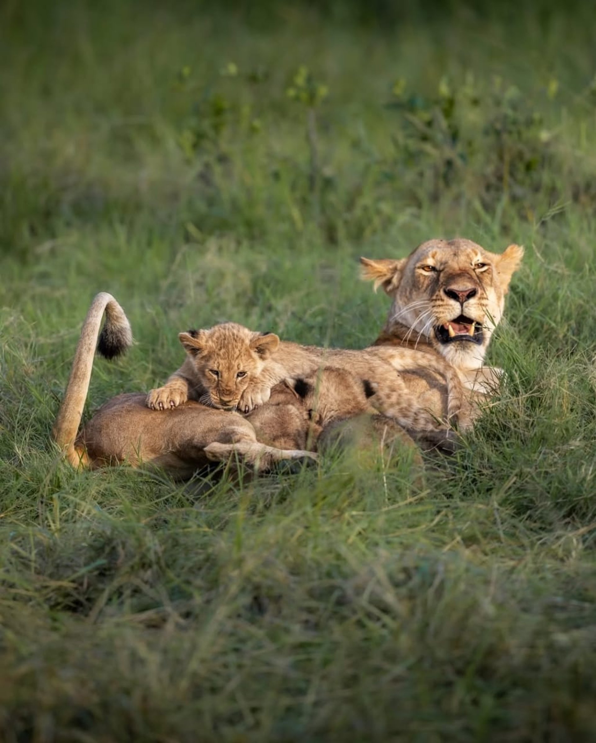 brown giraffe on brown grass field during daytime