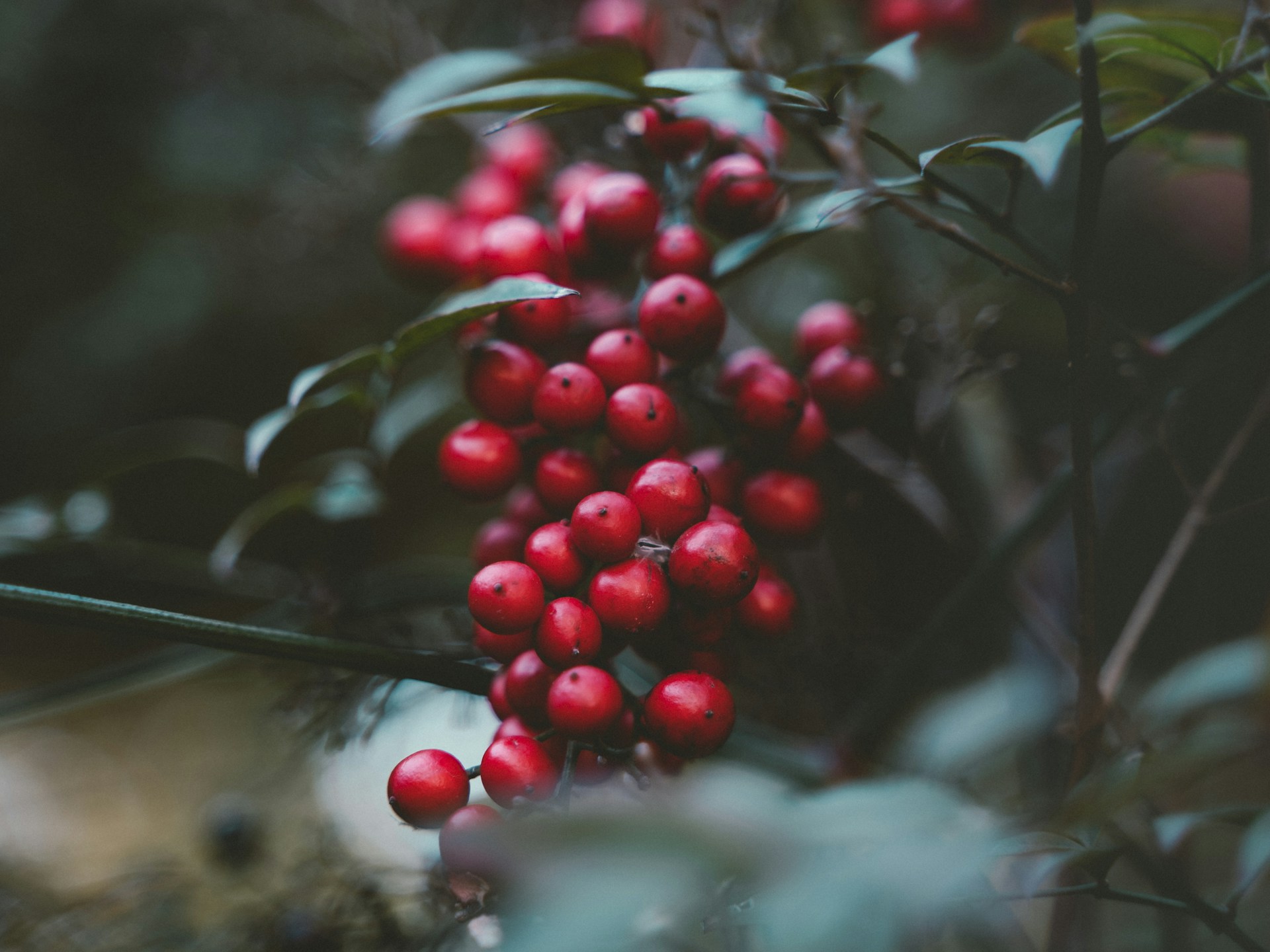 close-up photography of cherry fruits