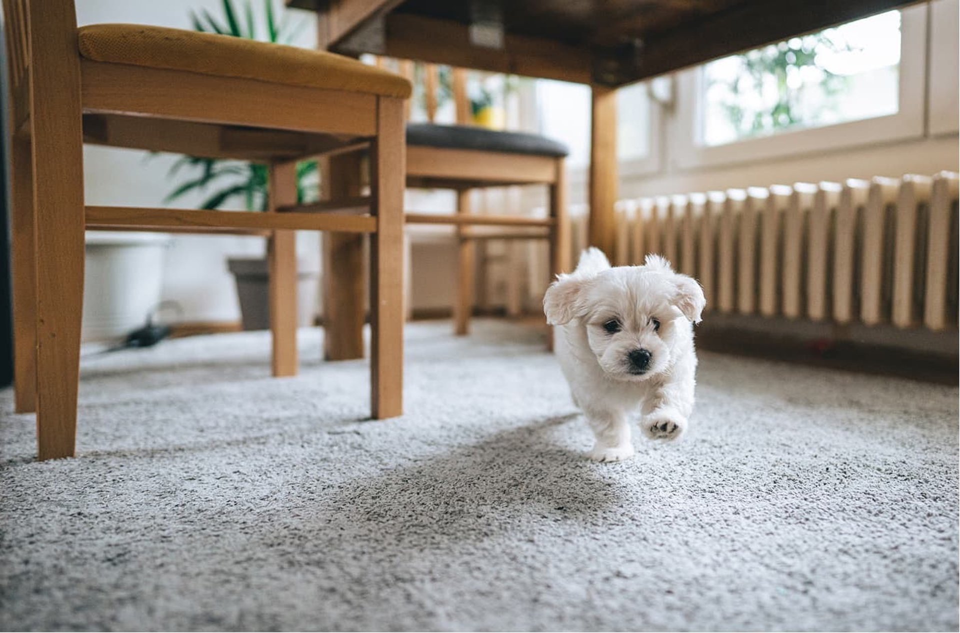 Happy dog running across soft residential carpet. Showcasing pet-friendly and durable carpet installed by Master Carpet