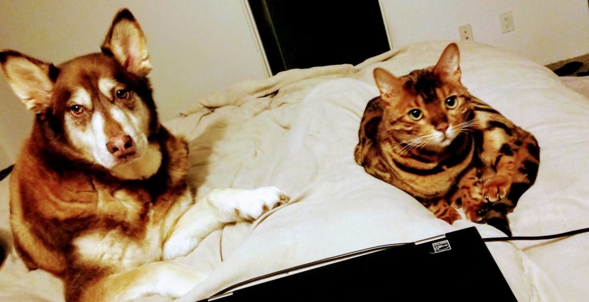 gray computer monitor