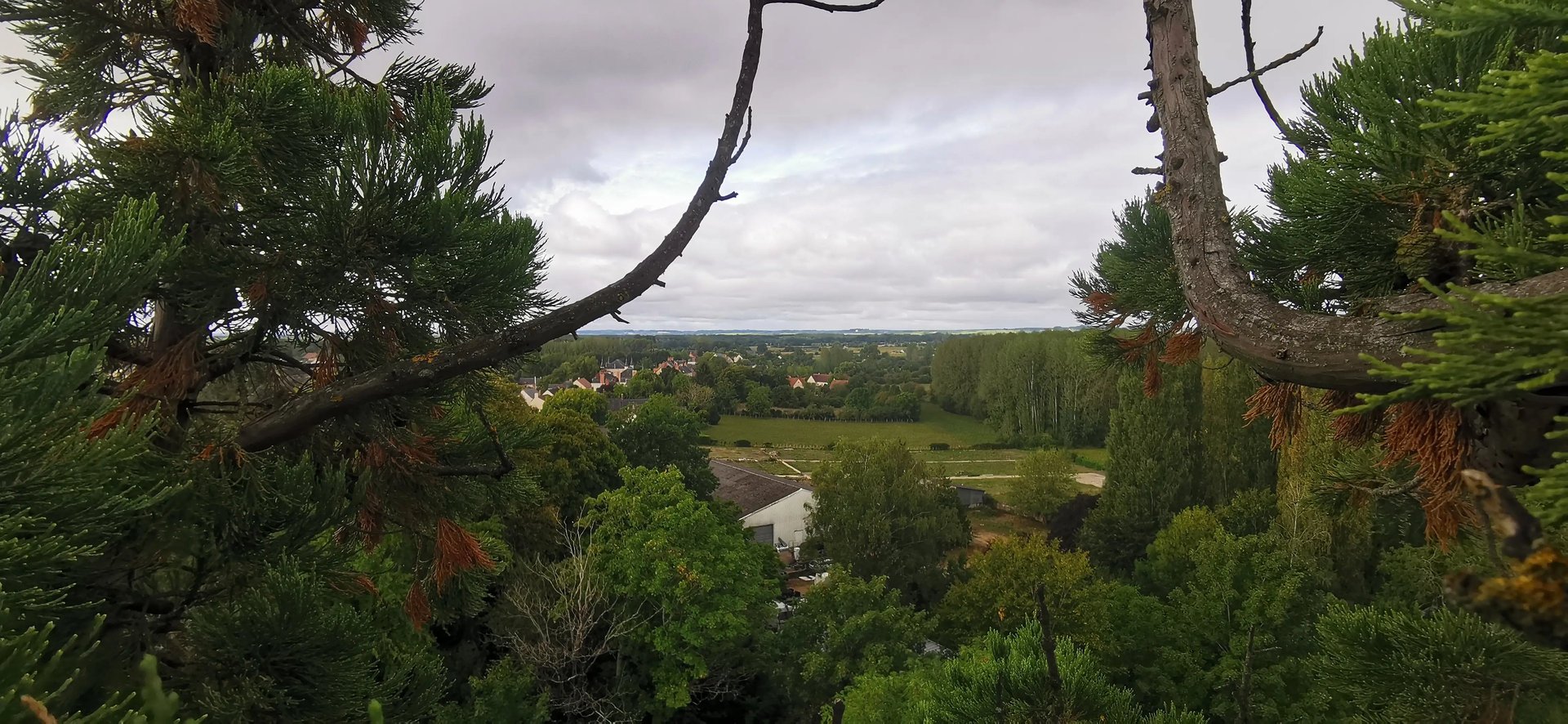 green pine tree during daytime