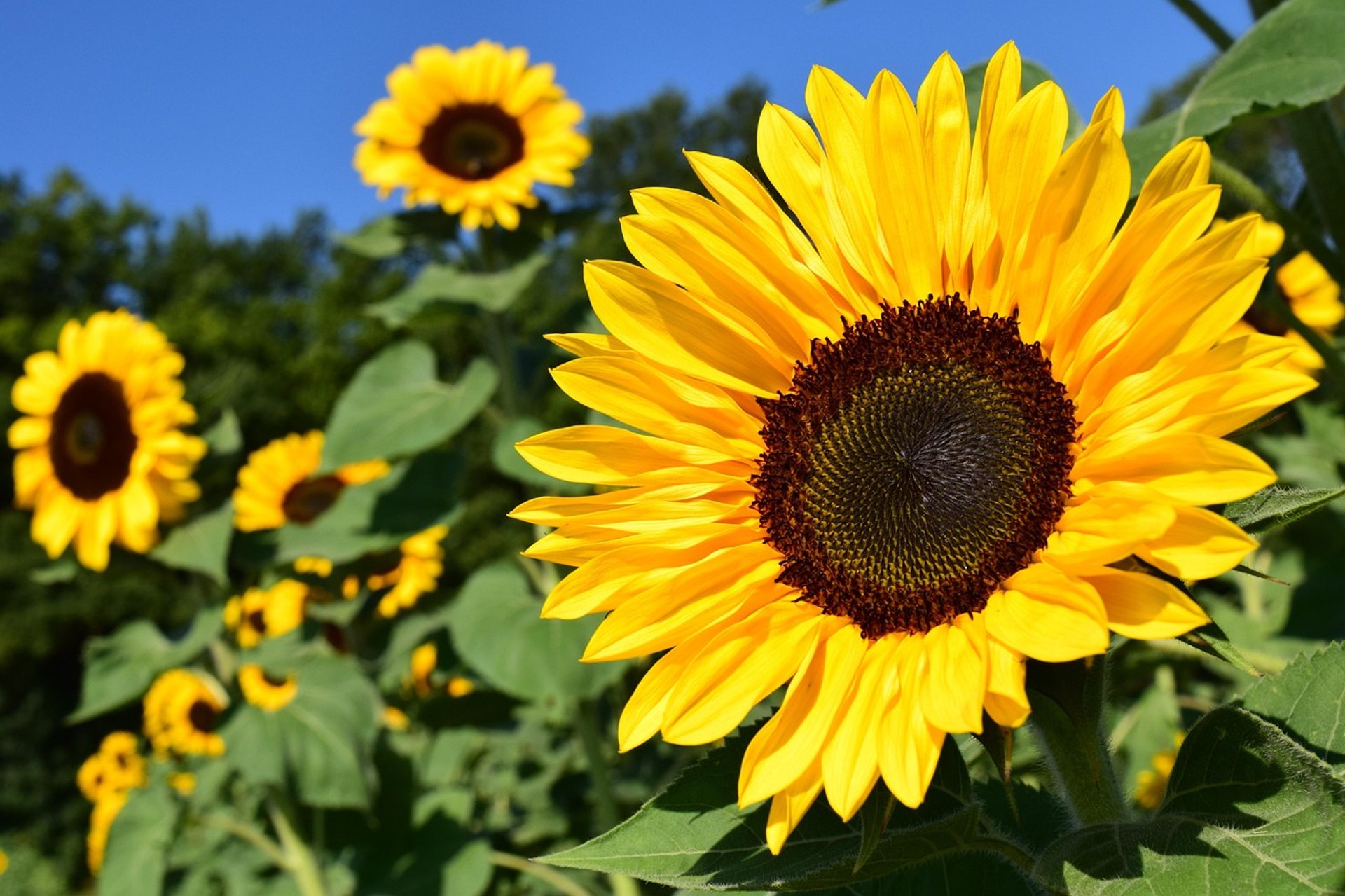 yellow sunflower field during daytime