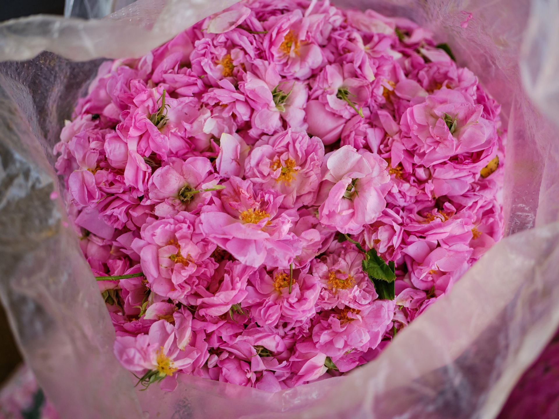 pink flower
