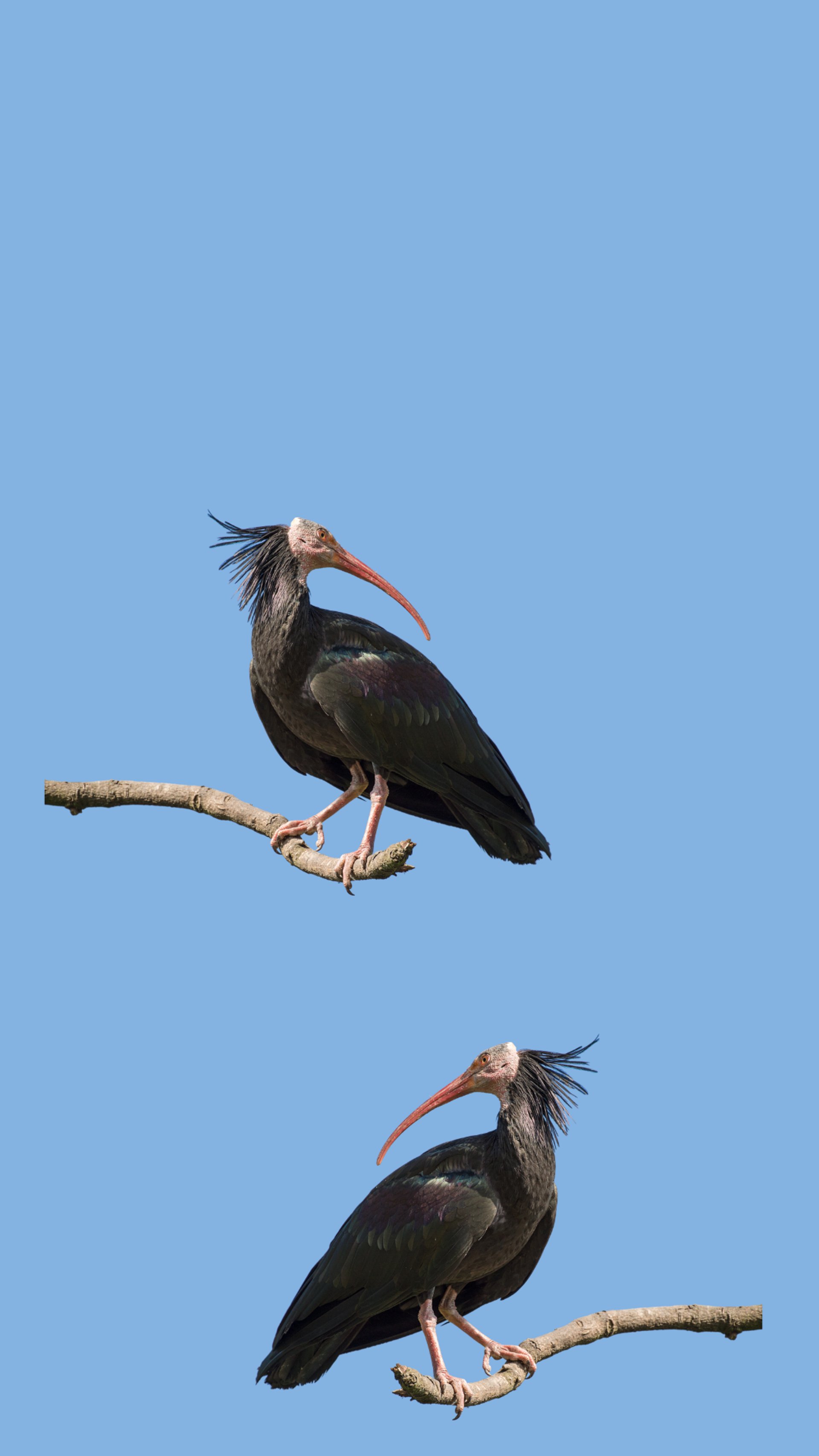 black and red bird on brown rock