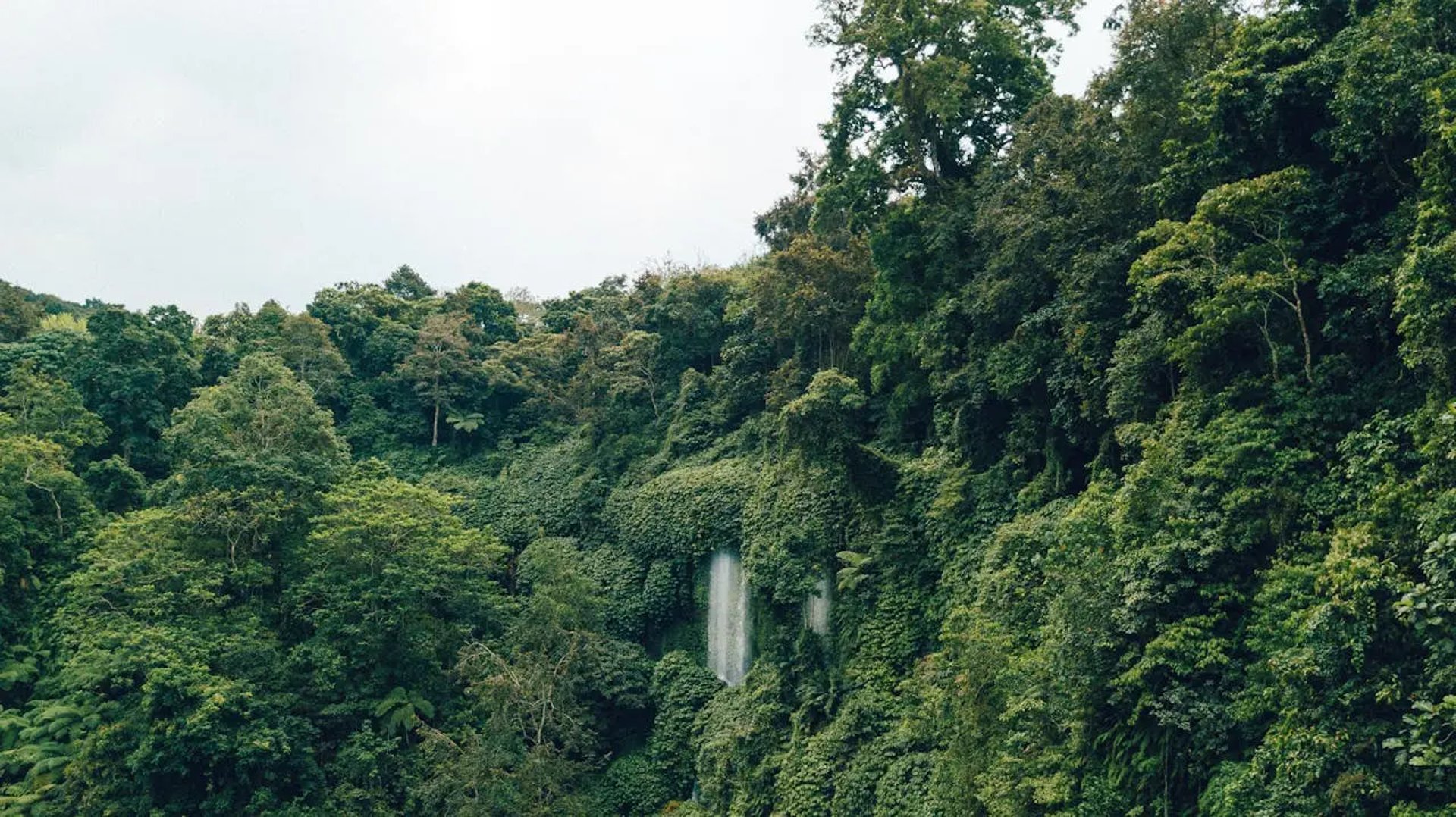 a dense green jungle canopy on a hillside with a waterfall flowing in the middle