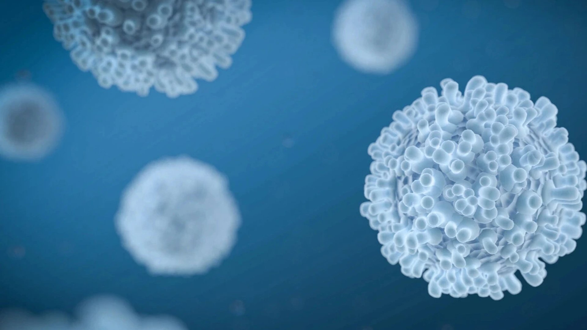 Microscopisch beeld van immuuncellen, visualisatie van het immuunsysteem geactiveerd door transfer factor supplementen