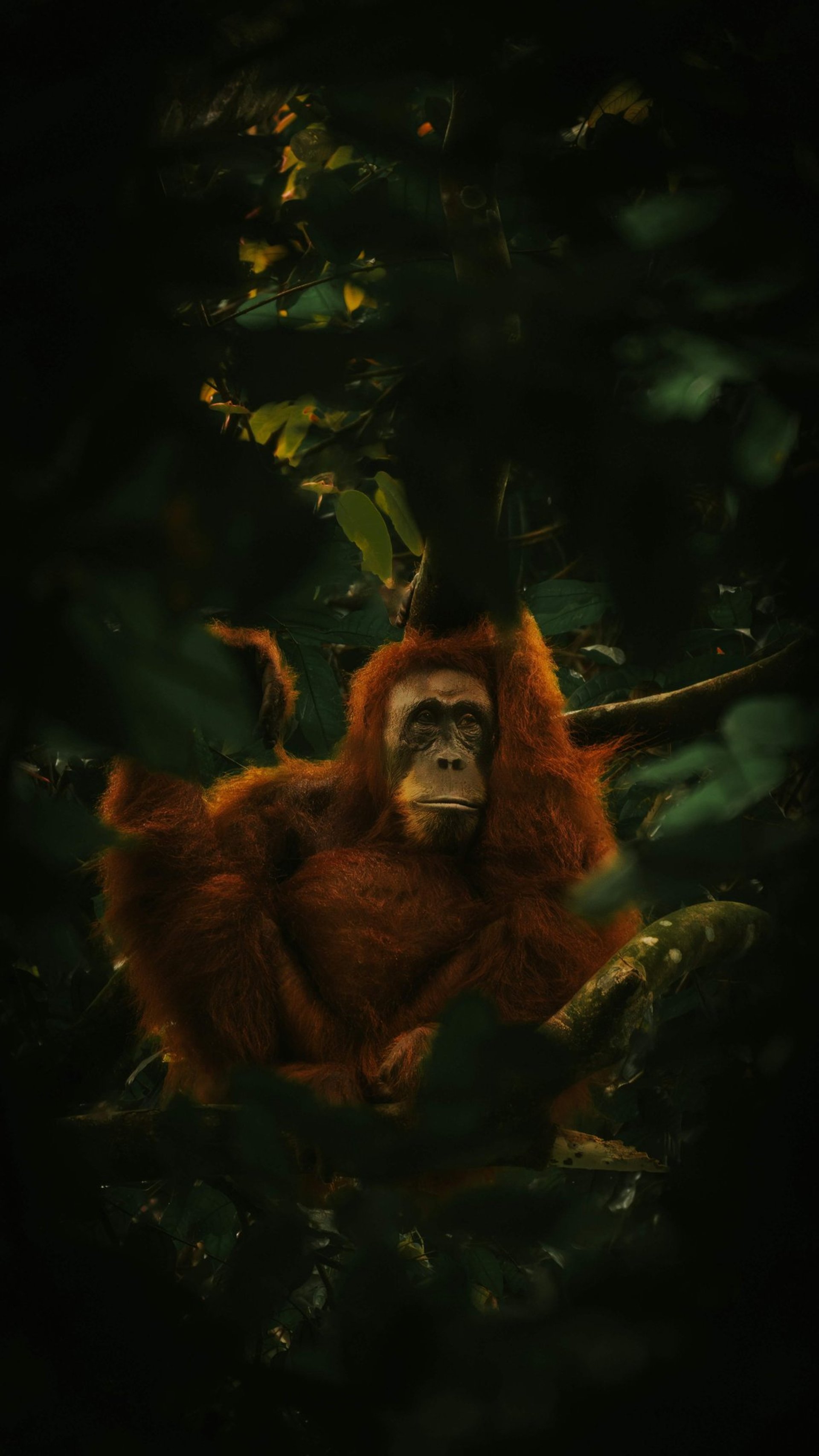 A close up of a monkey in the dark
