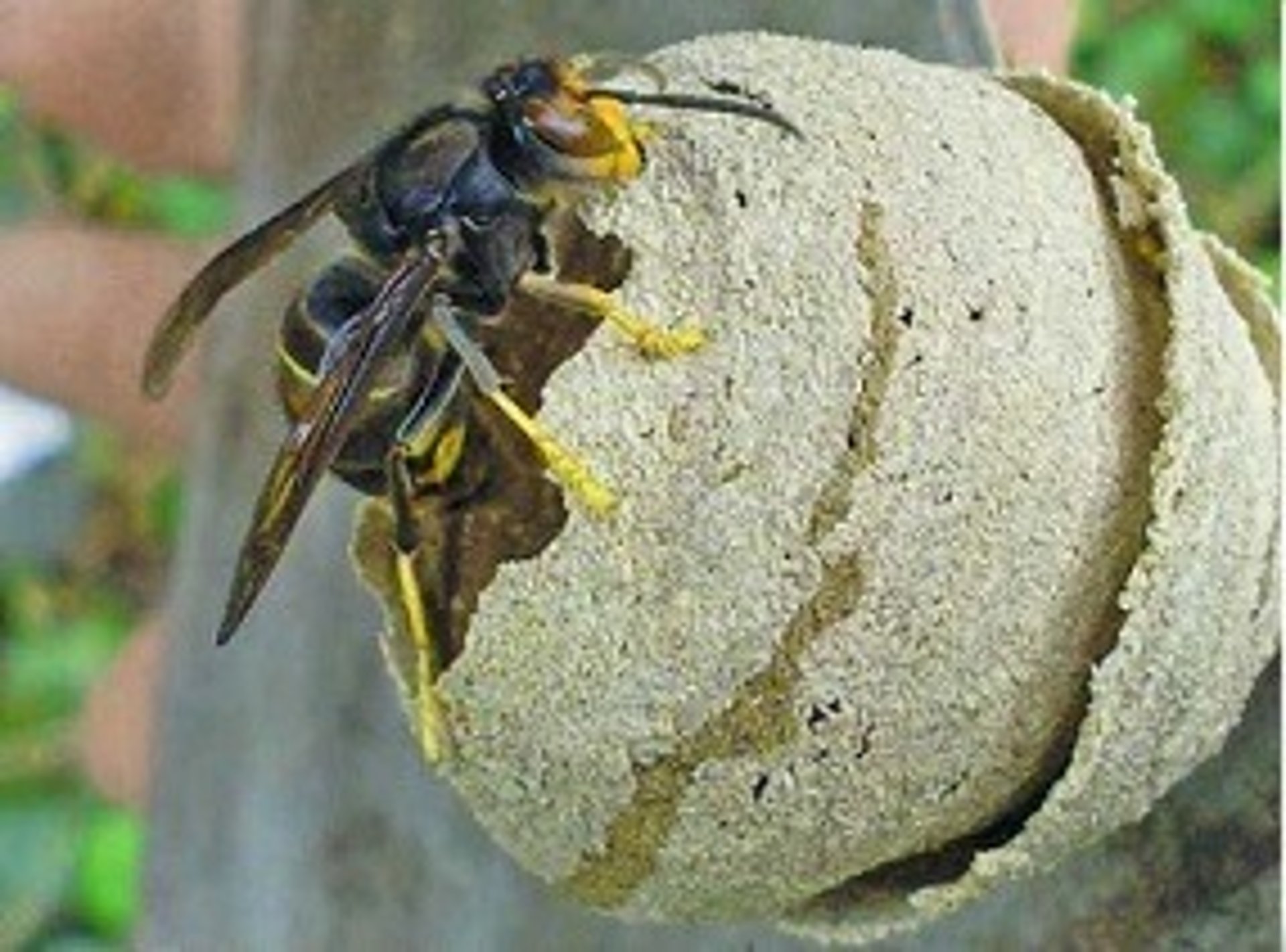 nid de frelons asiatique