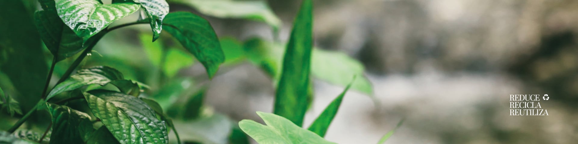fondo verde con logo reciclaje en blanco