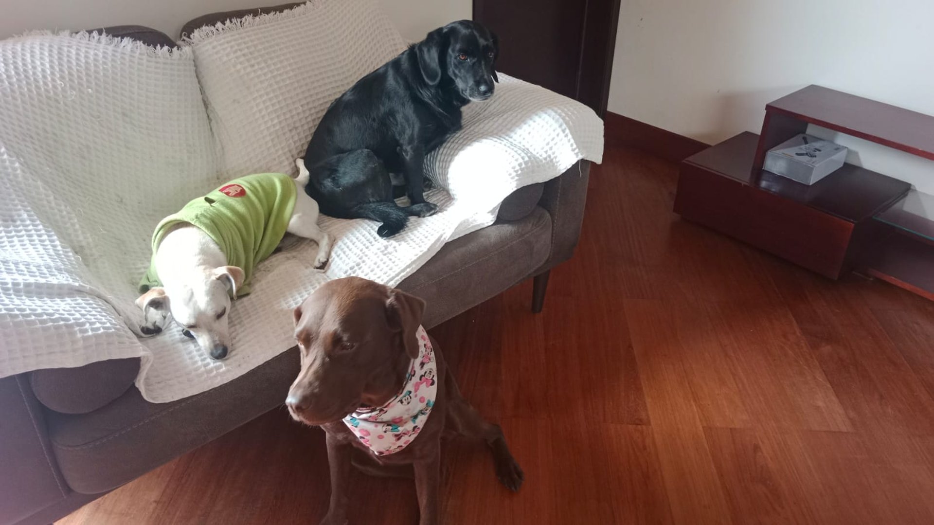 focus photography of grey dog during daytime