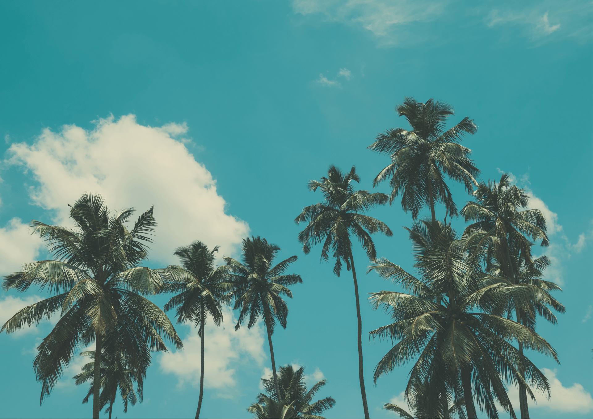 row of palm trees
