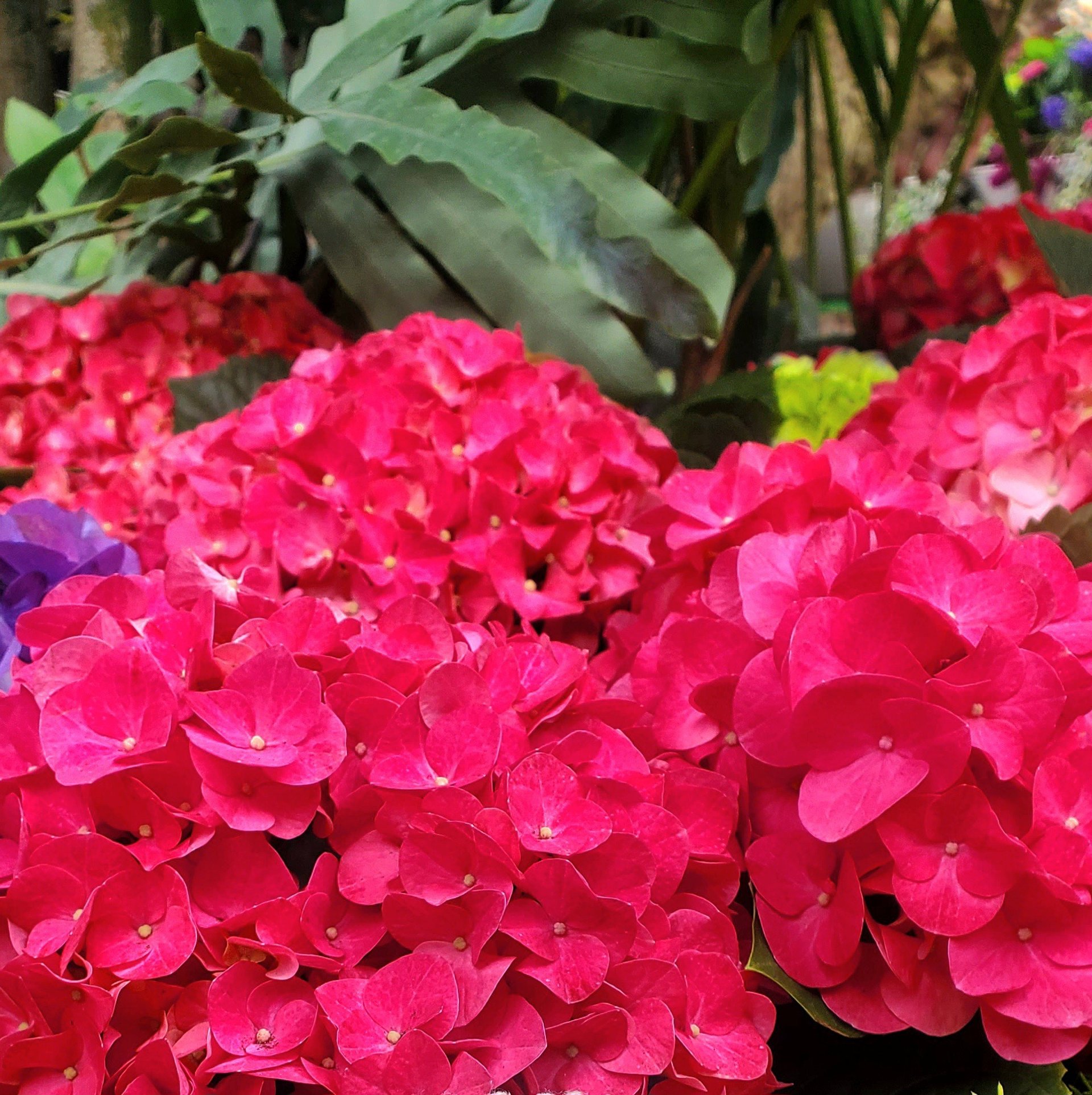 pink roses in close up photography