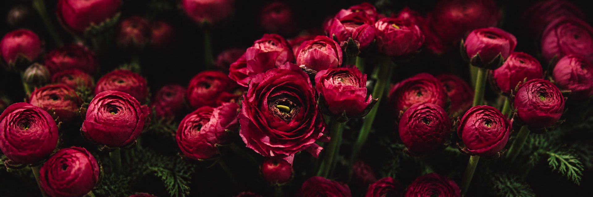 pink roses in vase