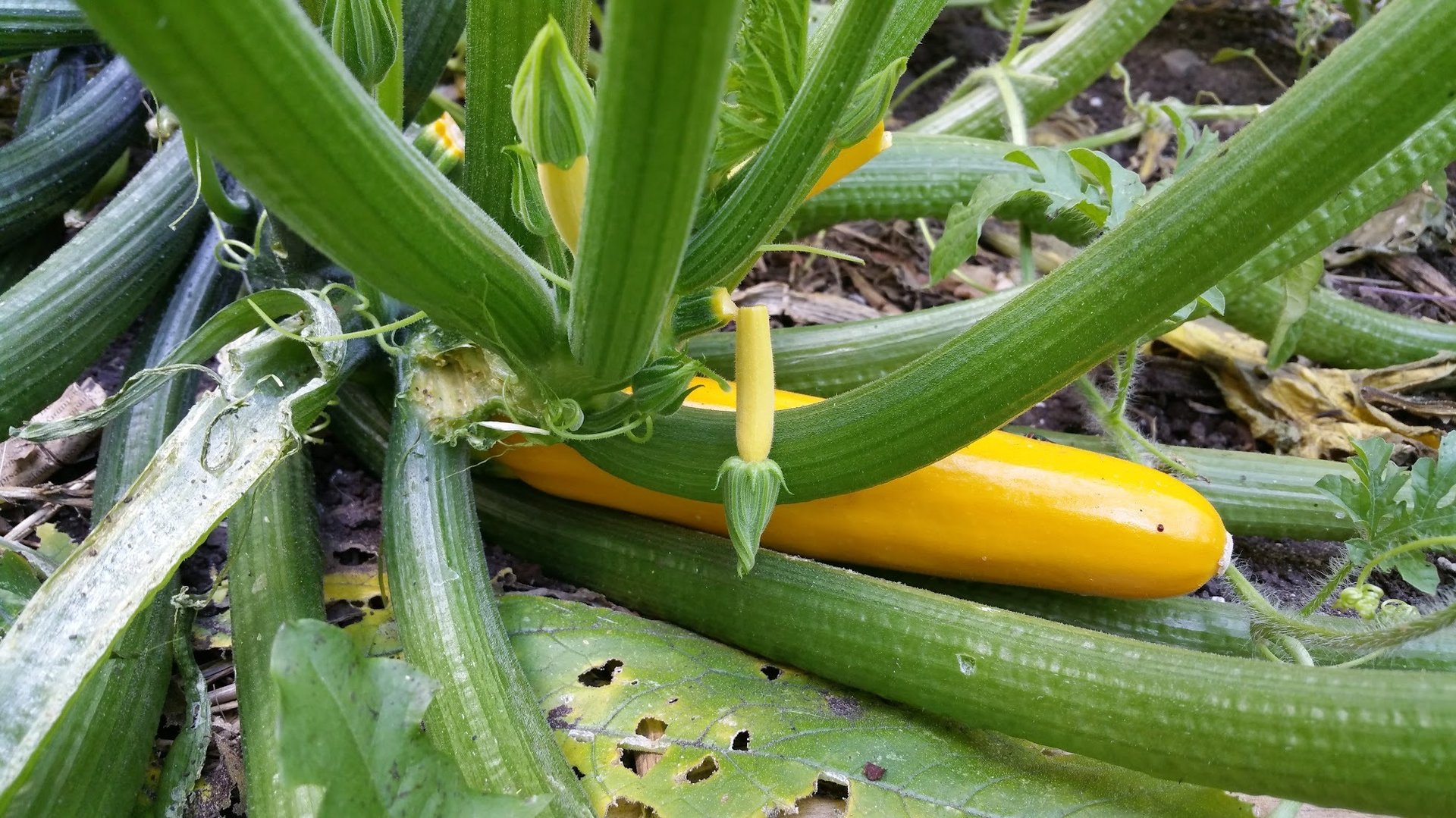 an abstract photo of a curved building with a blue sky in the background