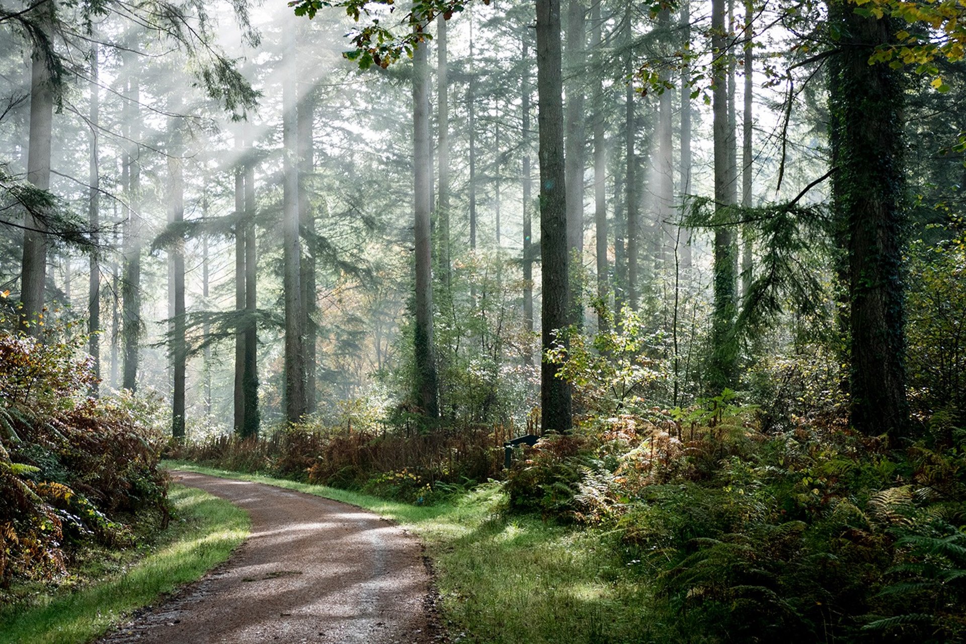 magical brechfa forest trail with sunlight filtering through the trees