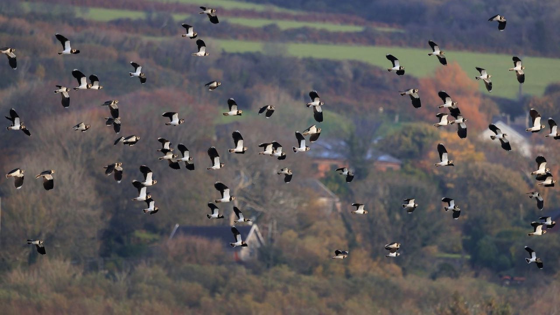 a flock of birds in flight